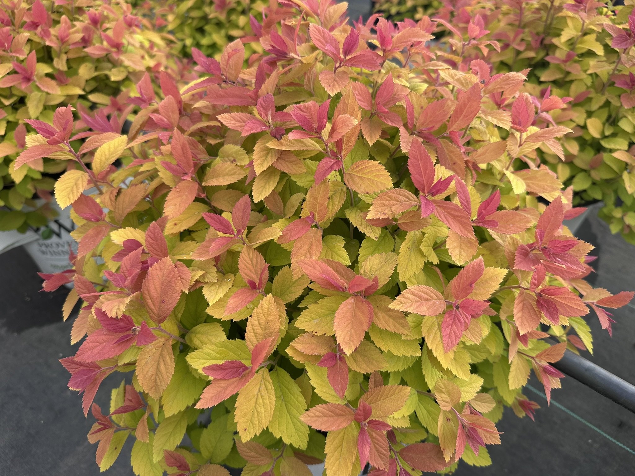 Spiraea japonica Double Play® Big Bang 'Tracy' PP21588