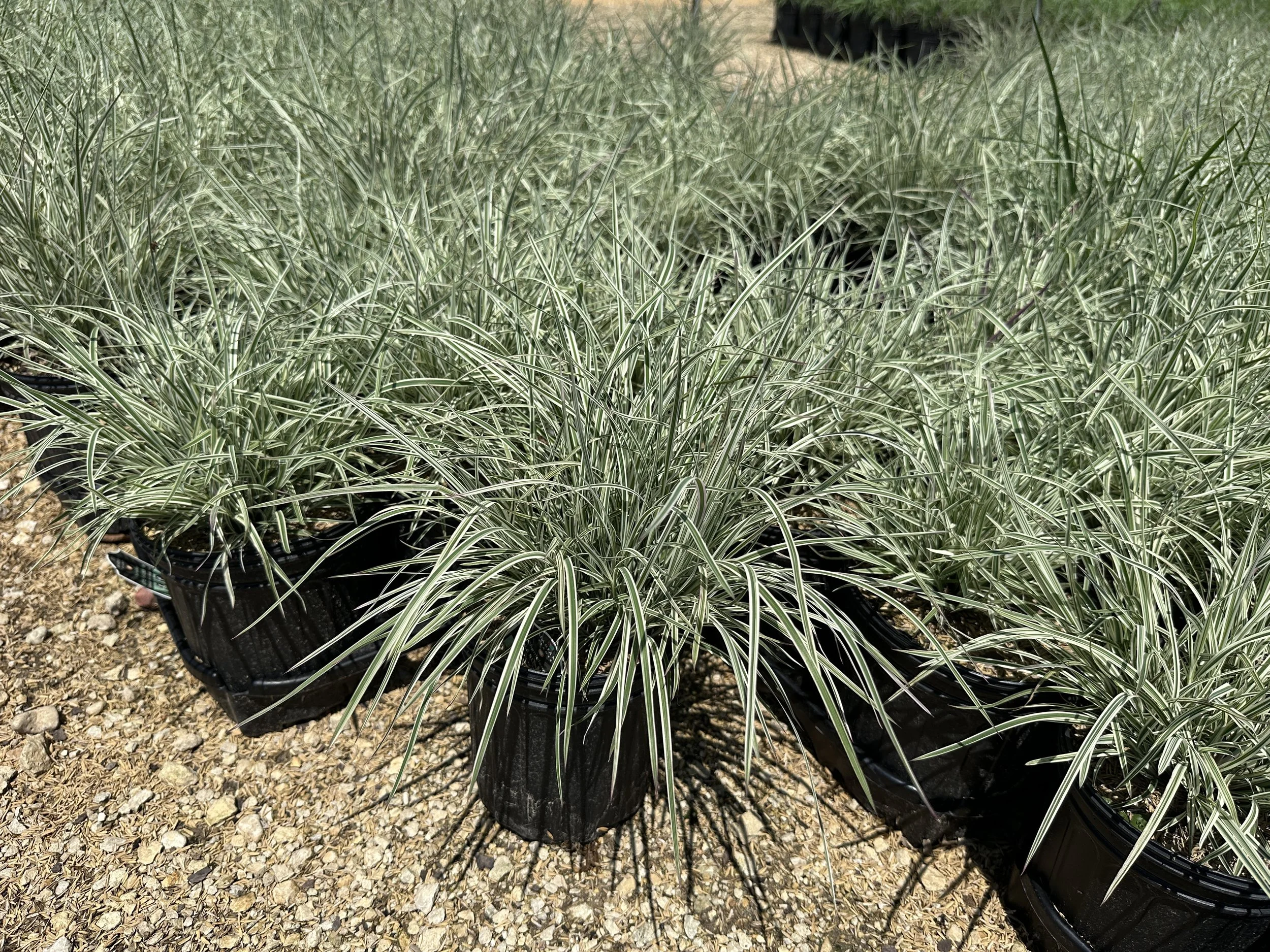 Schizachyrium scoparium 'Chameleon' PP31339