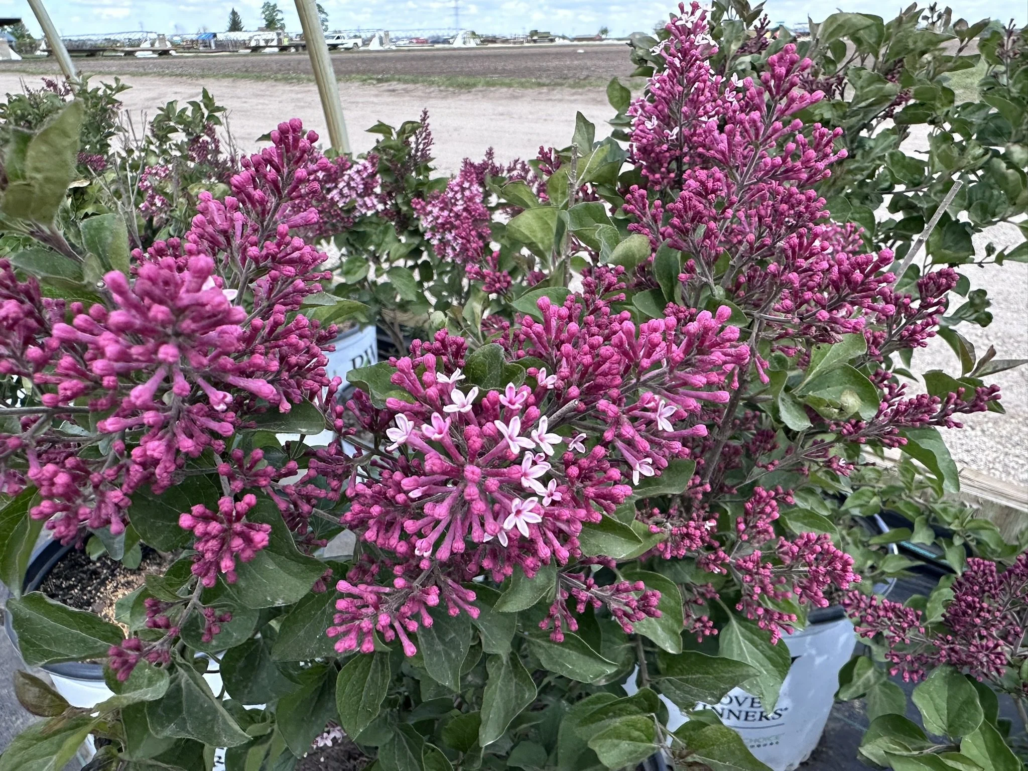 Syringa Bloomerang Ballet® 'SMNSPH' PP35934