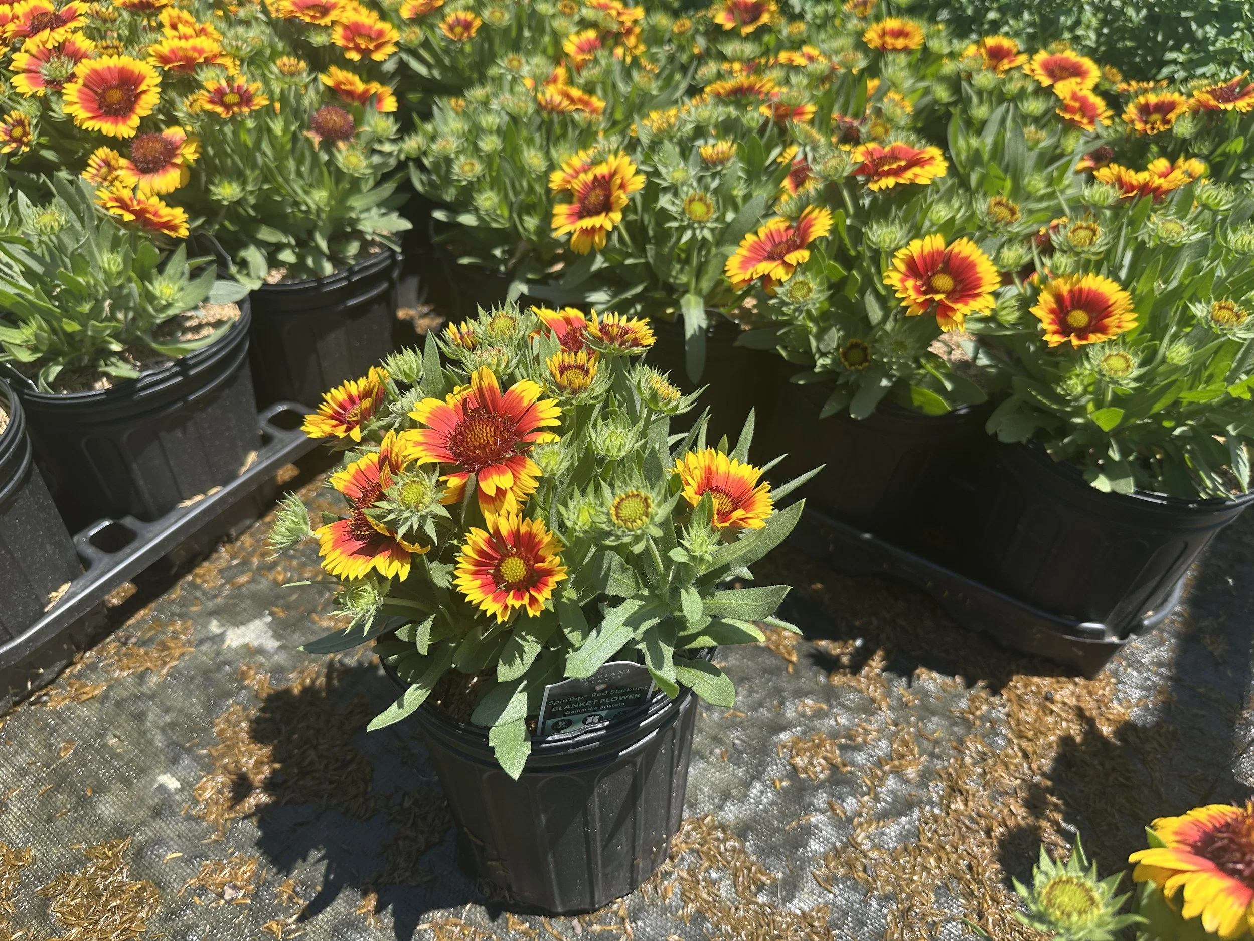 Gaillardia aristata SpinTop® Red Starburst