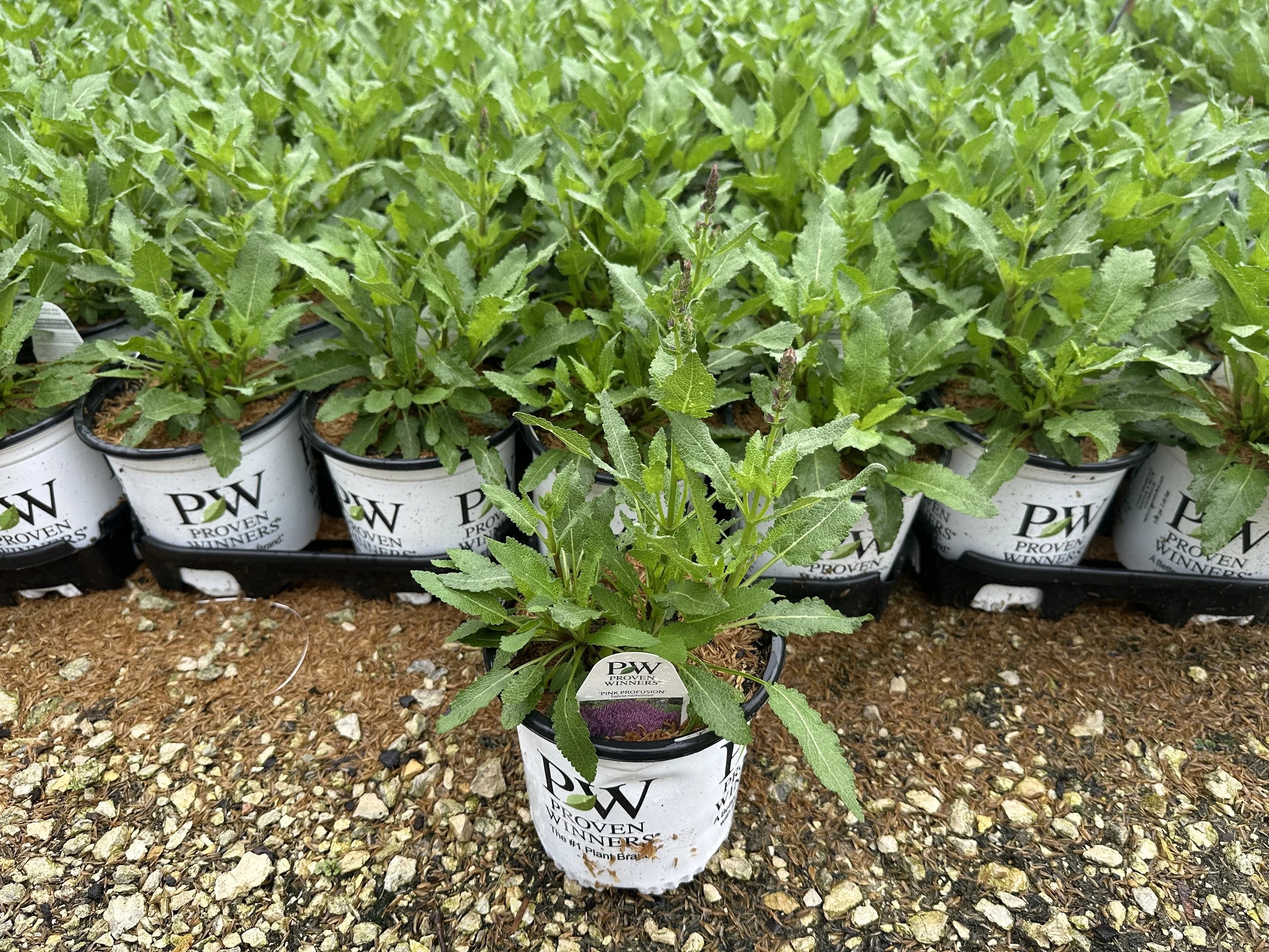 Salvia Pink Profusion.JPG