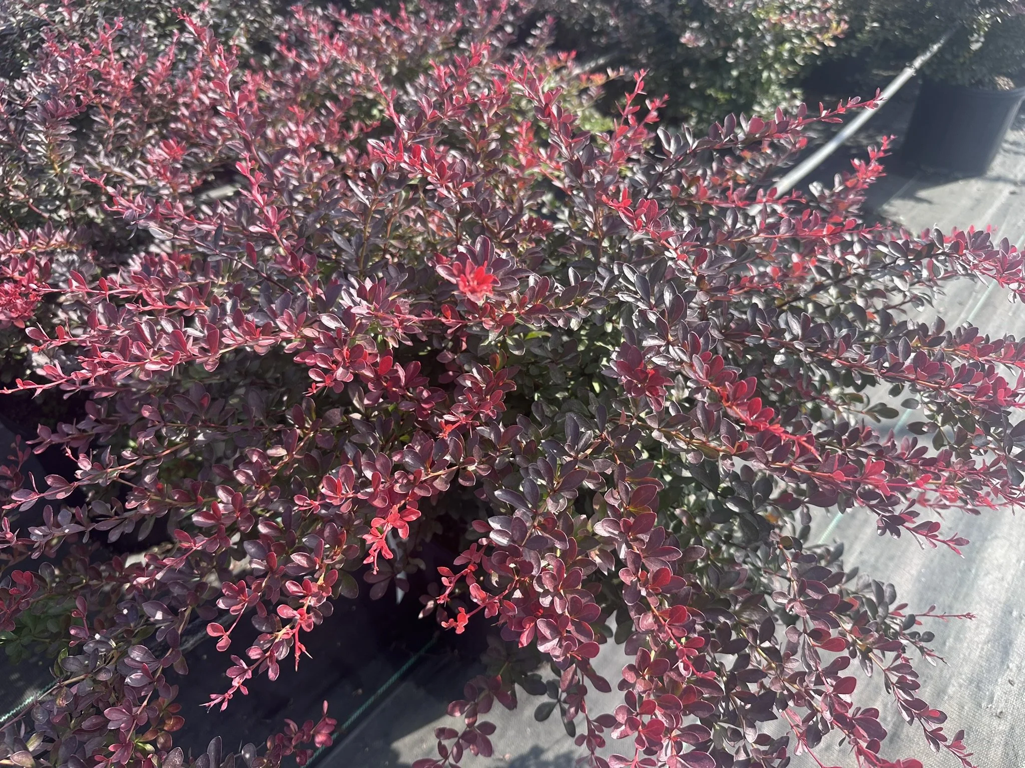 Berberis thun. var. atropurpurea 'Crimson Pygmy'