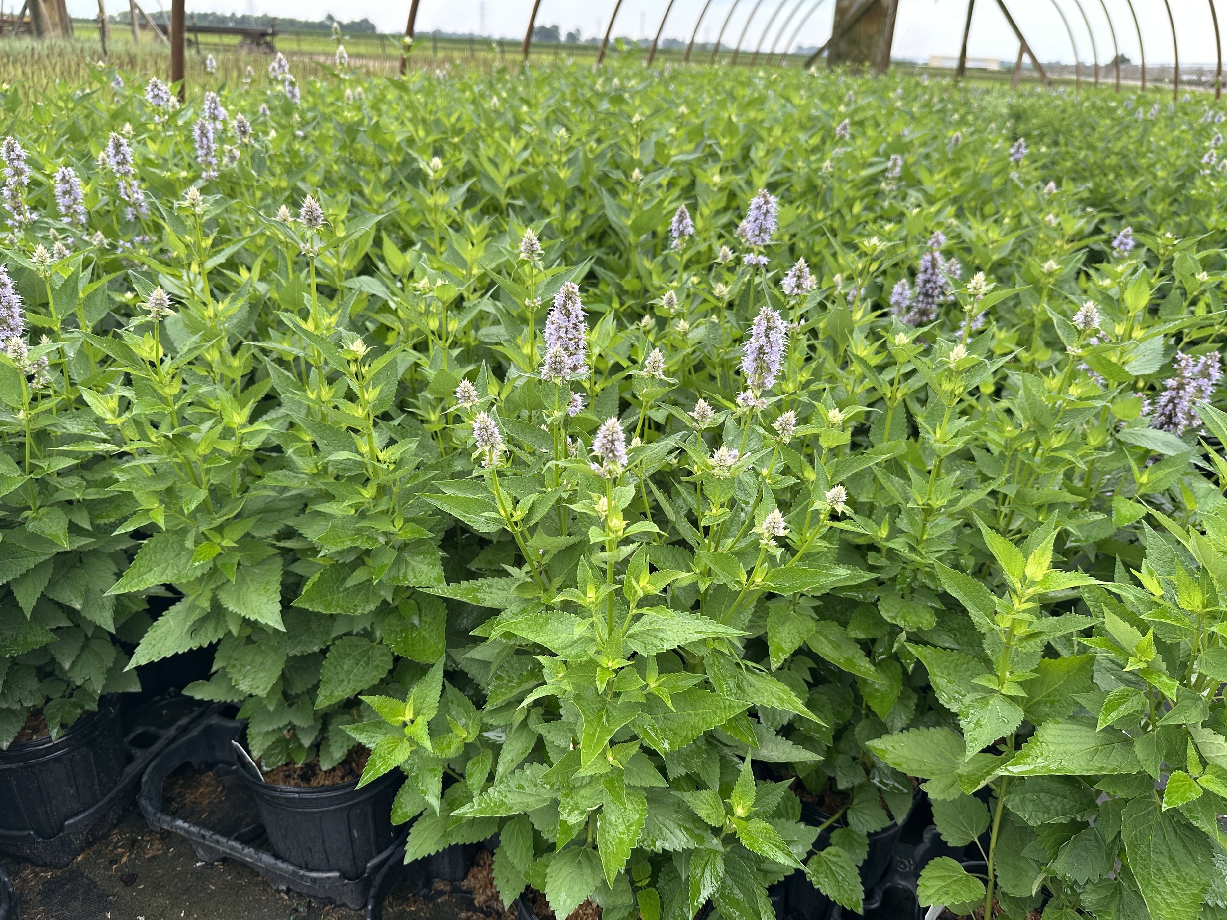 Agastache 'Blue Fortune'