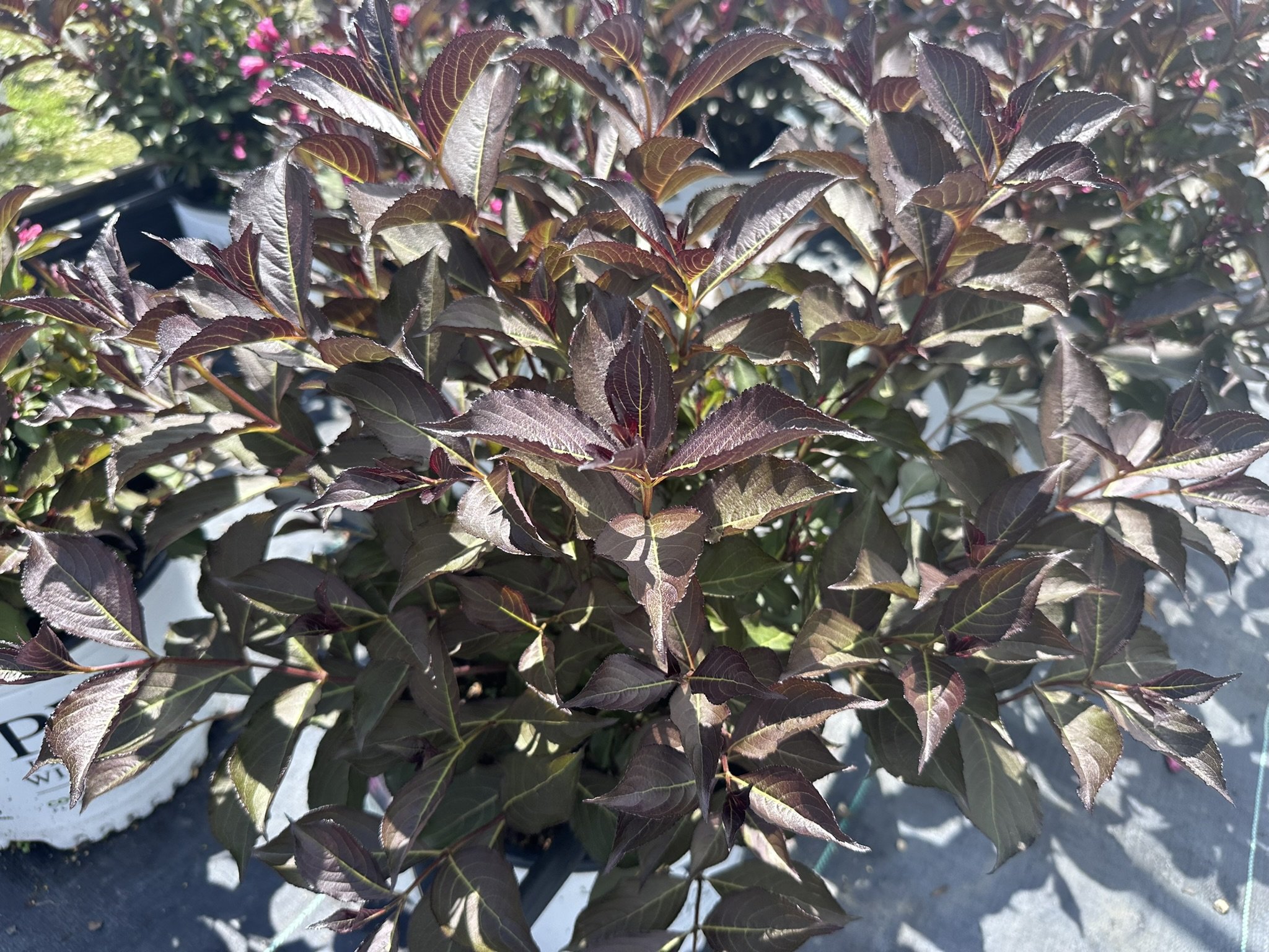 Weigela florida Wine & Roses® 'Alexandra' PP10772