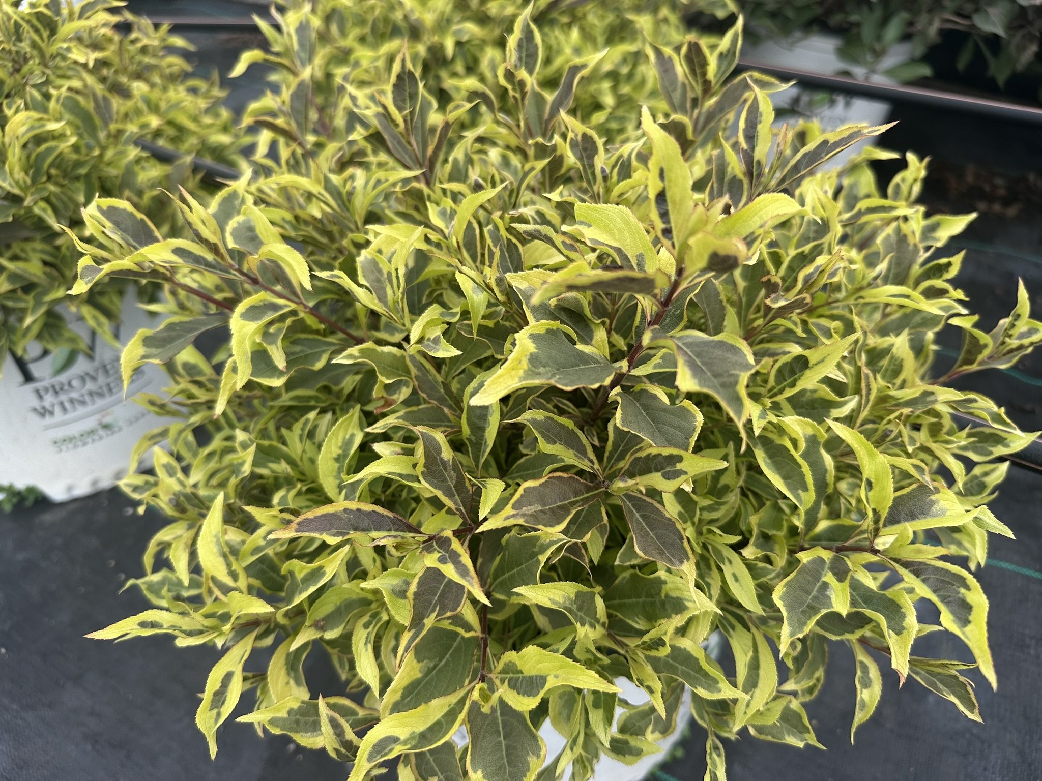 Weigela florida Bubbly Wine® 'FLORACLAR' PP35328