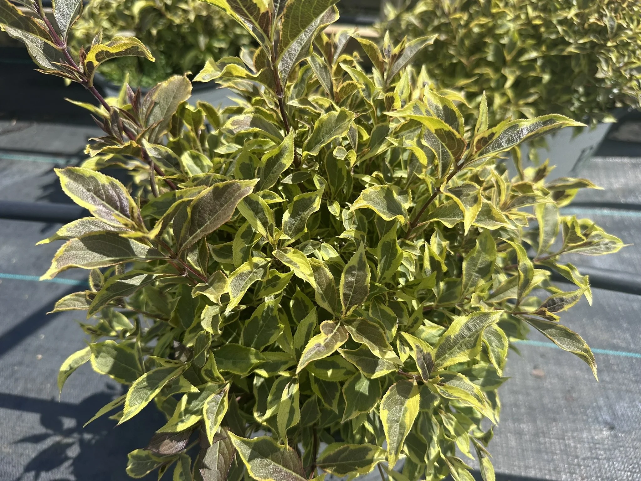 Weigela florida Bubbly Wine® 'FLORACLAR' PP35328