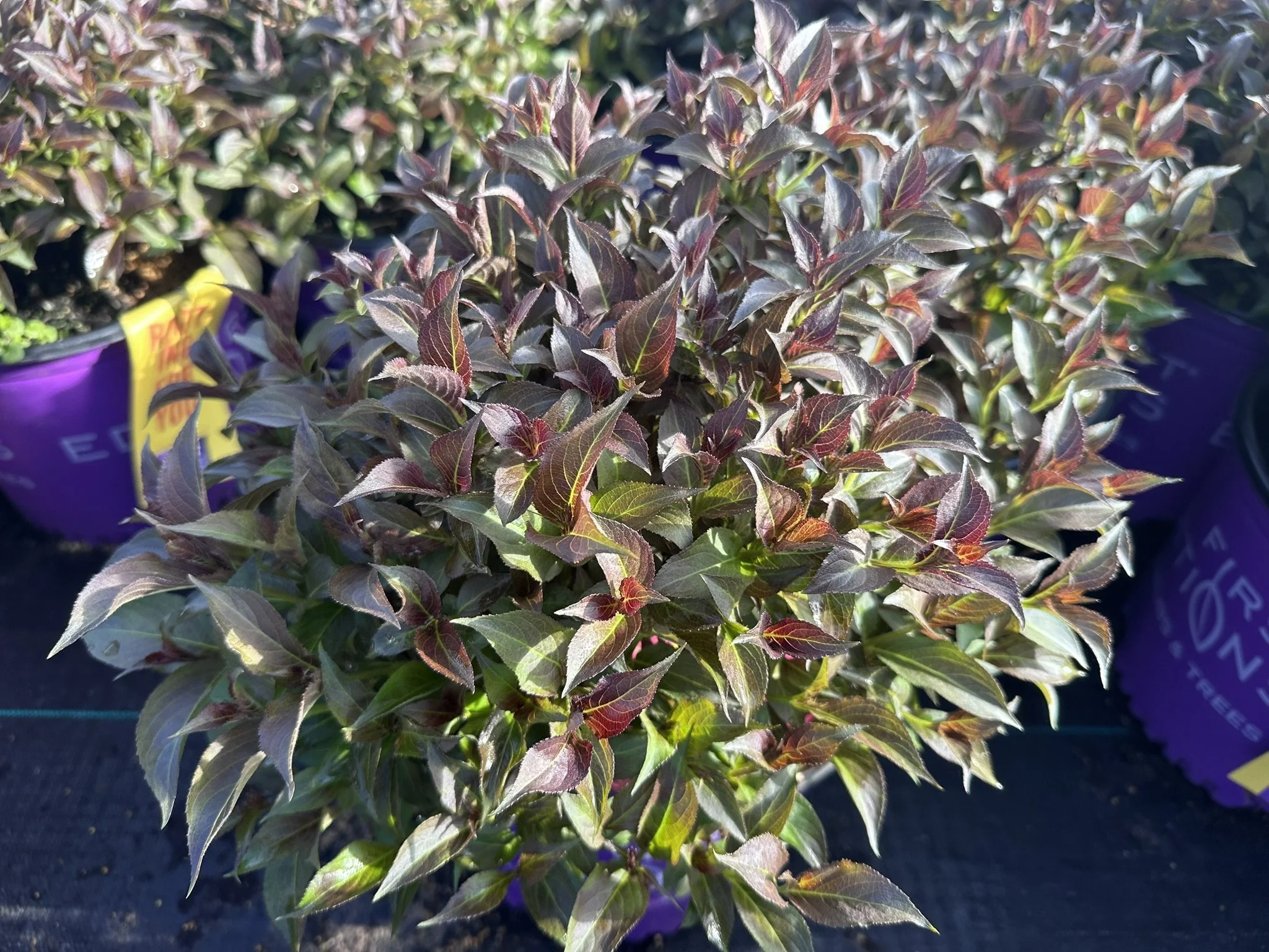 Weigela florida Shining Sensation™ 'Bokrashine'