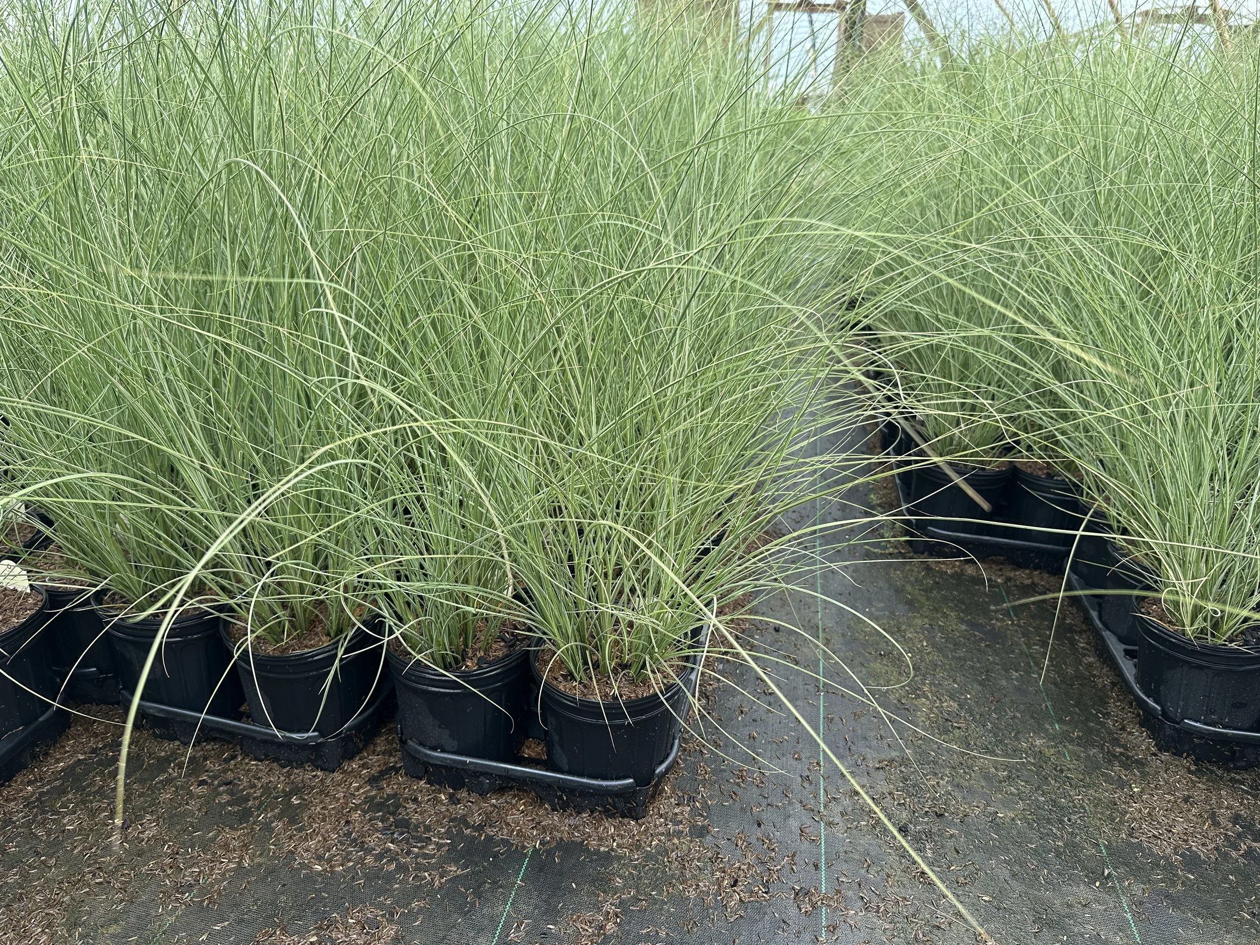 Miscanthus sinensis 'Morning Light'