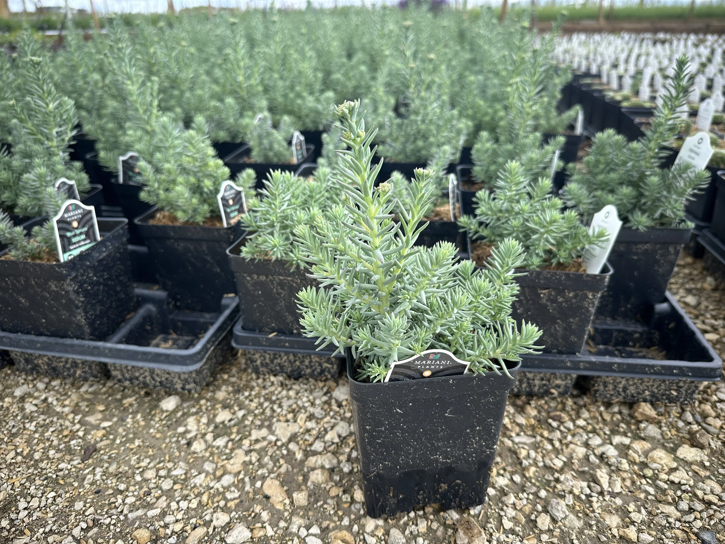 Sedum Blue Spruce.JPG