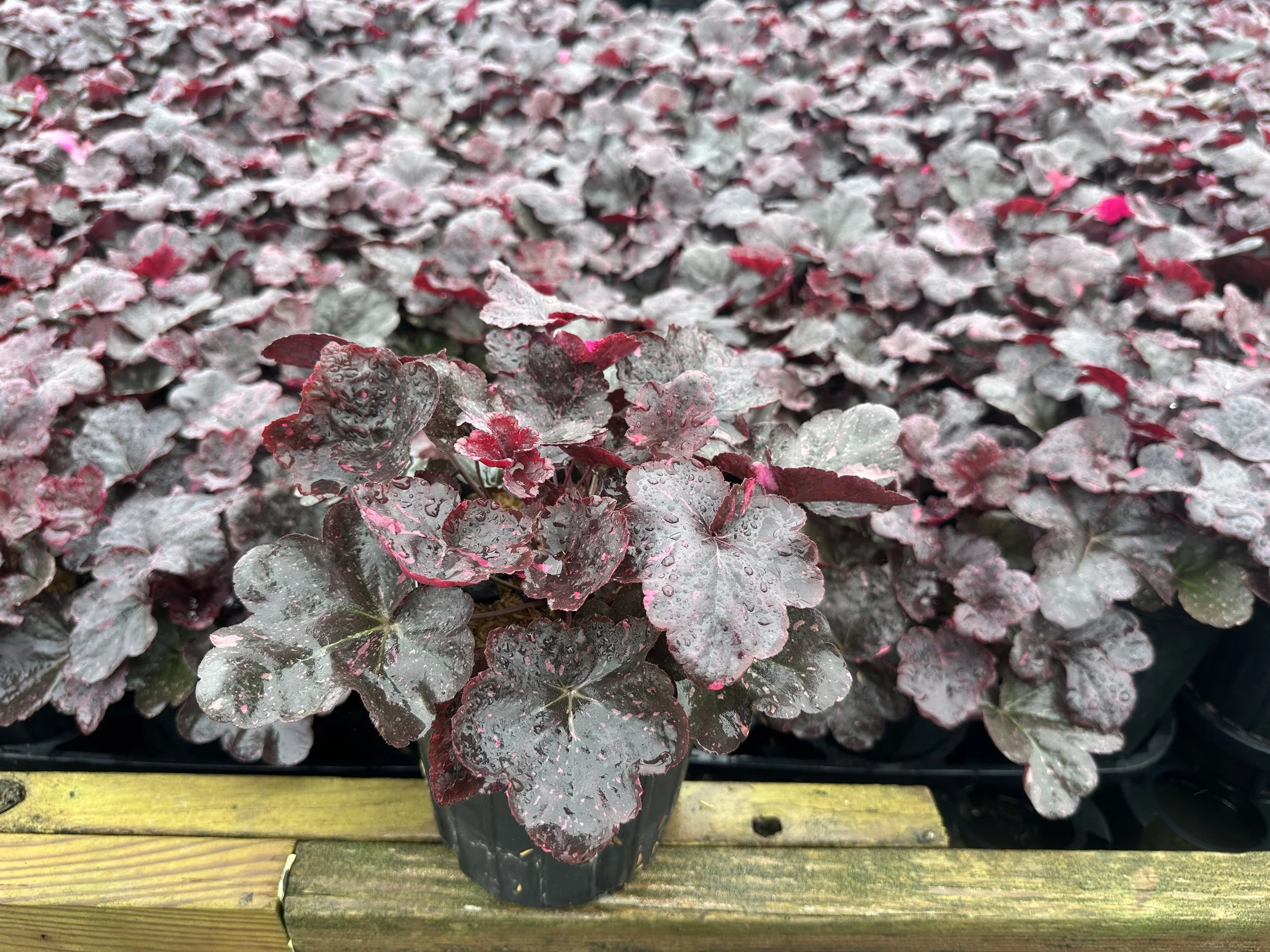 Heuchera Midnight Rose.JPG