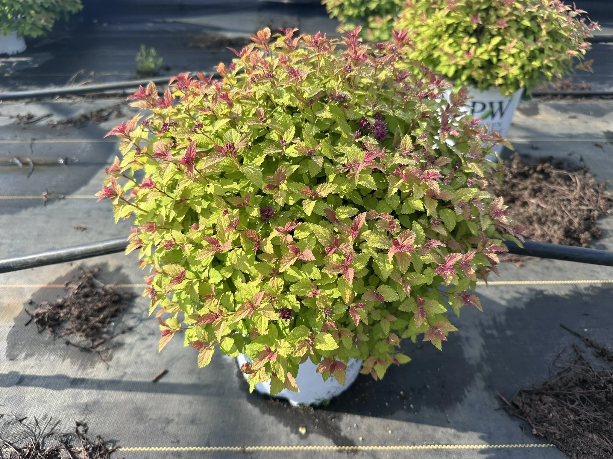 Spiraea japonica Double Play Dolly® 'SMNSJSA' PP35032