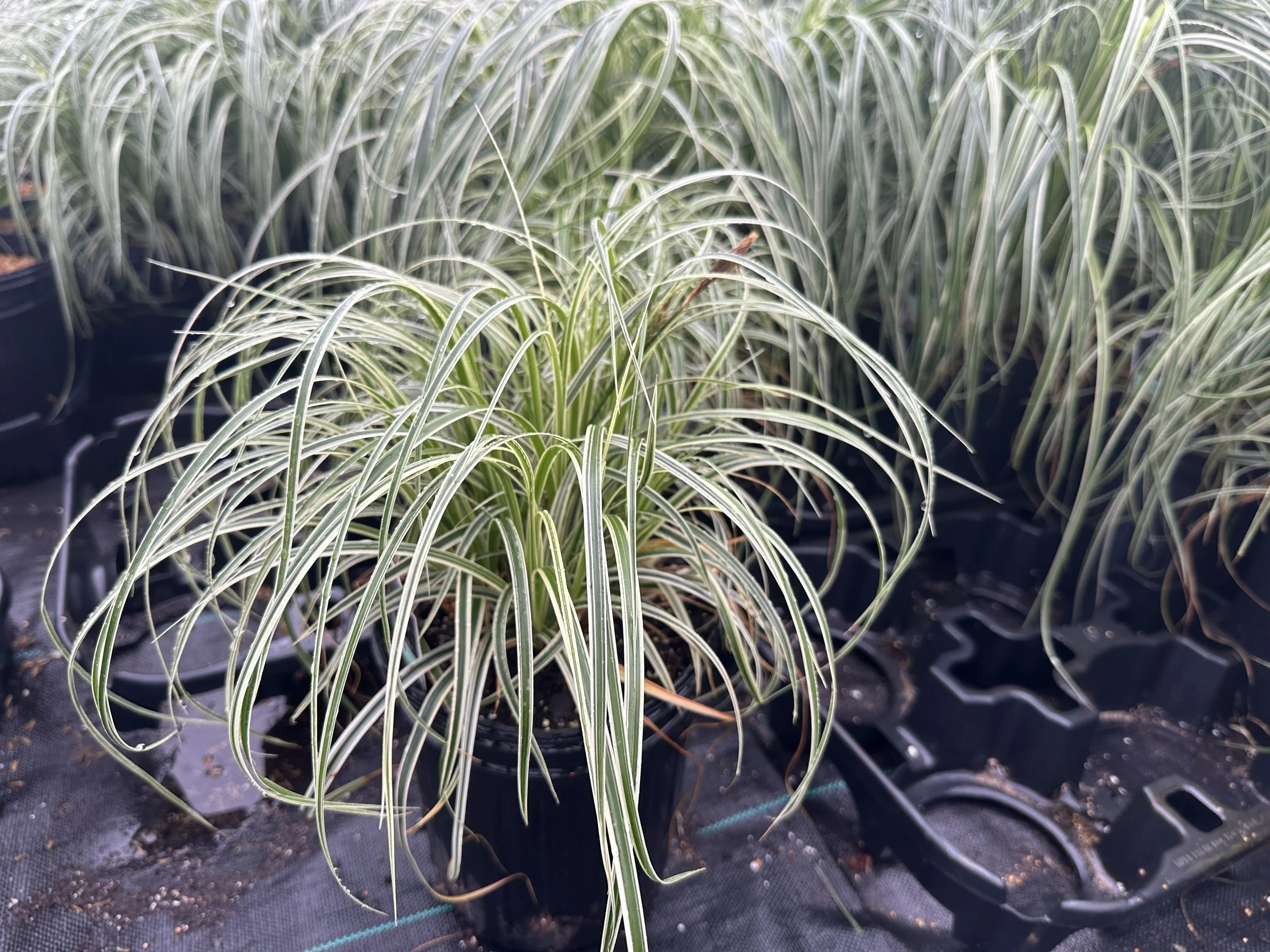 Carex Feather Falls.JPG