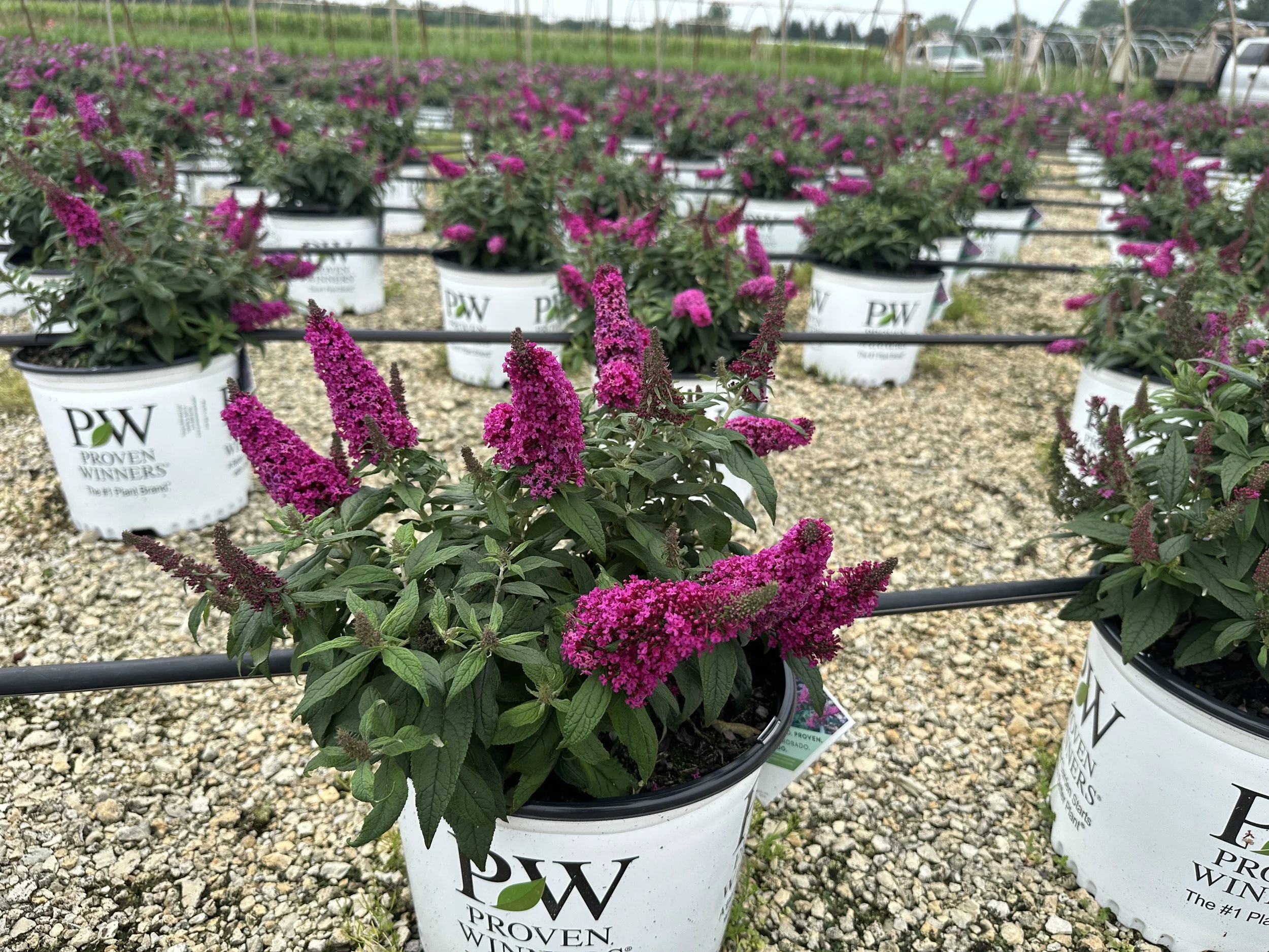 Buddleia Pugster Pico Punch™ 'SMNBDFRI' PPAF