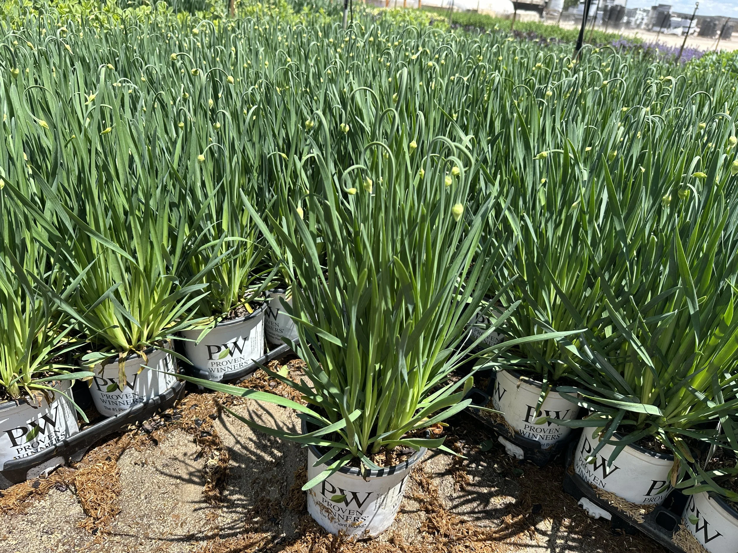 Allium 'Serendipity' PP32023