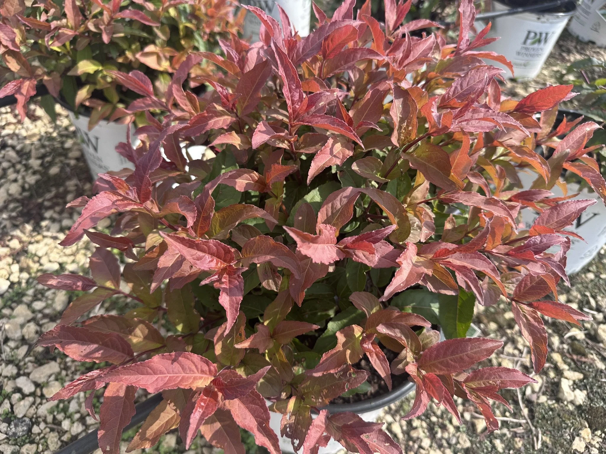 Diervilla x splendens Kodiak® Red 2.0 'SMNDSD' PP35792