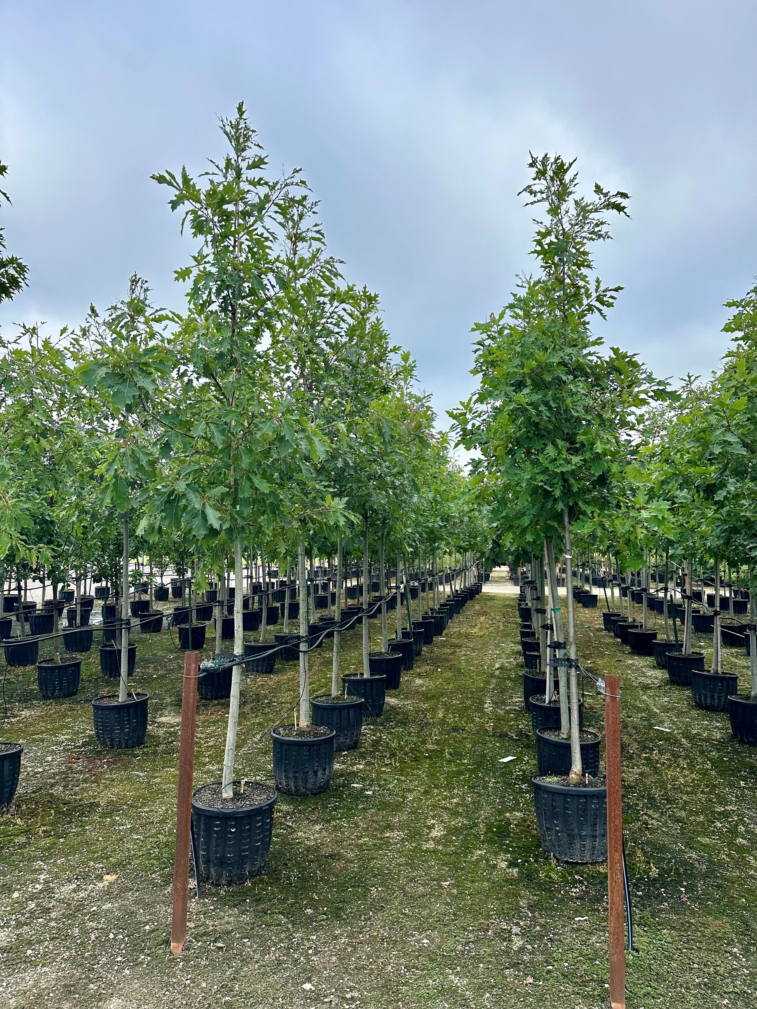Quercus rubra