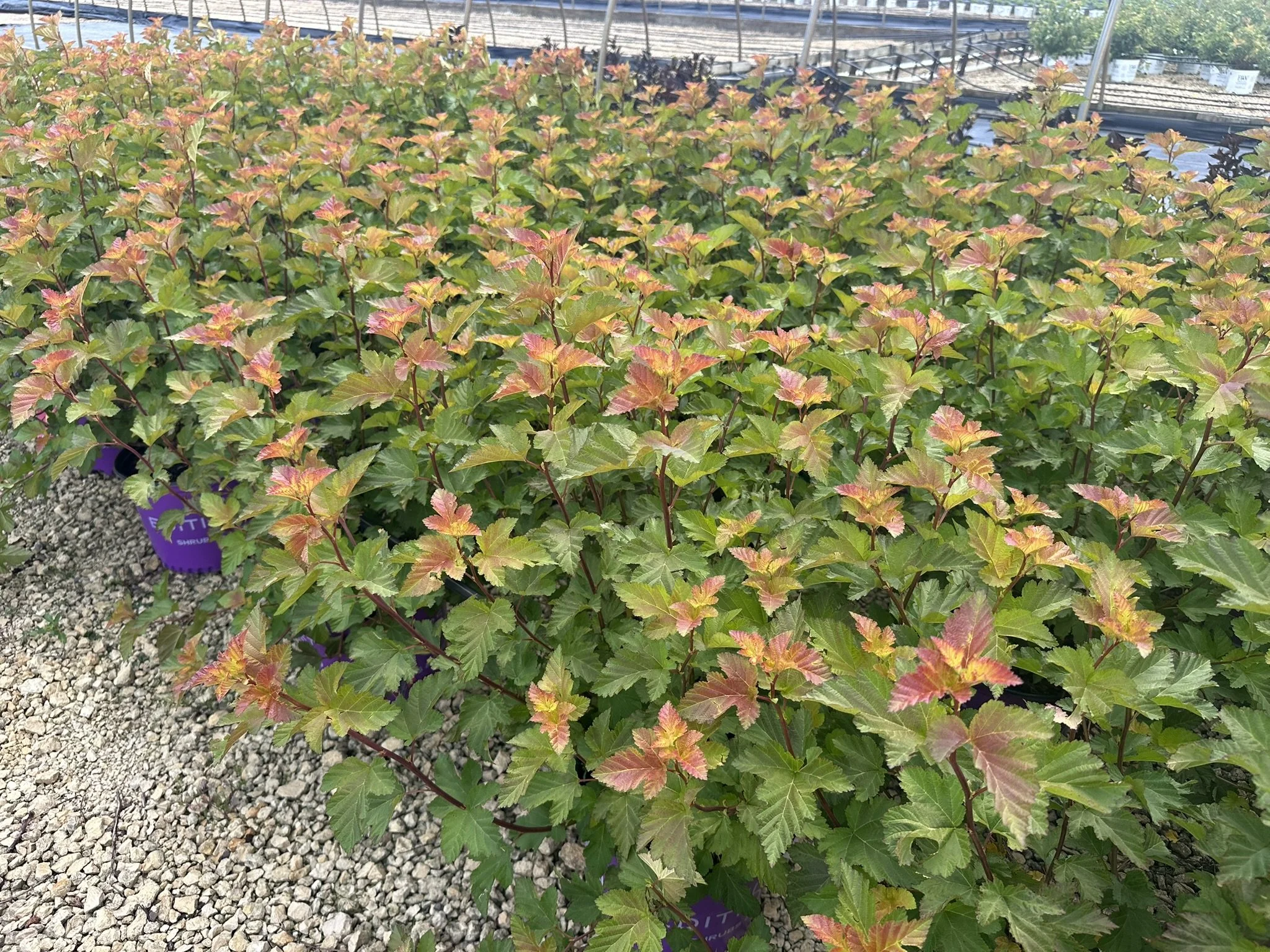 Physocarpus Amber Jubilee.JPEG