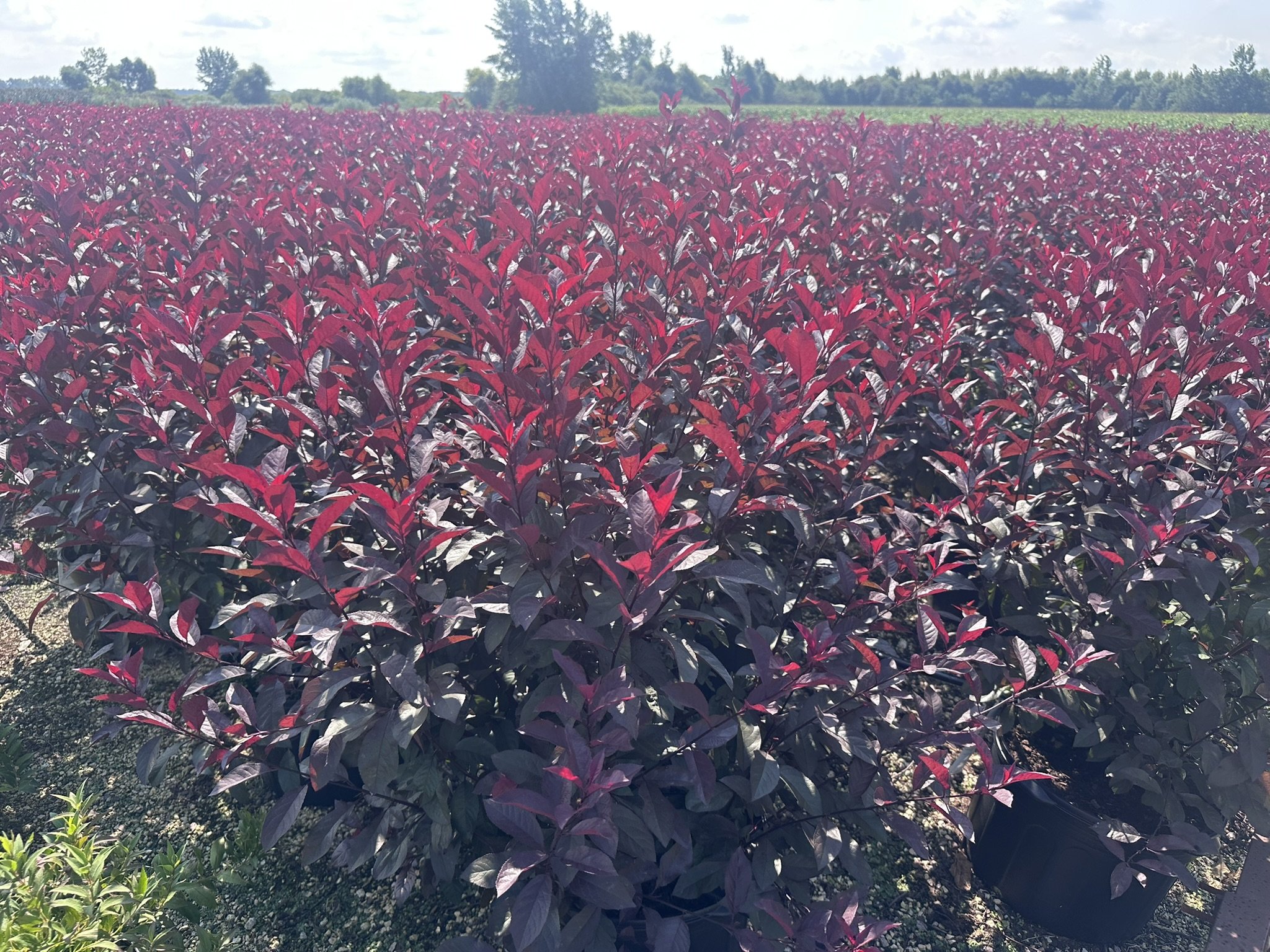 Prunus x cistena