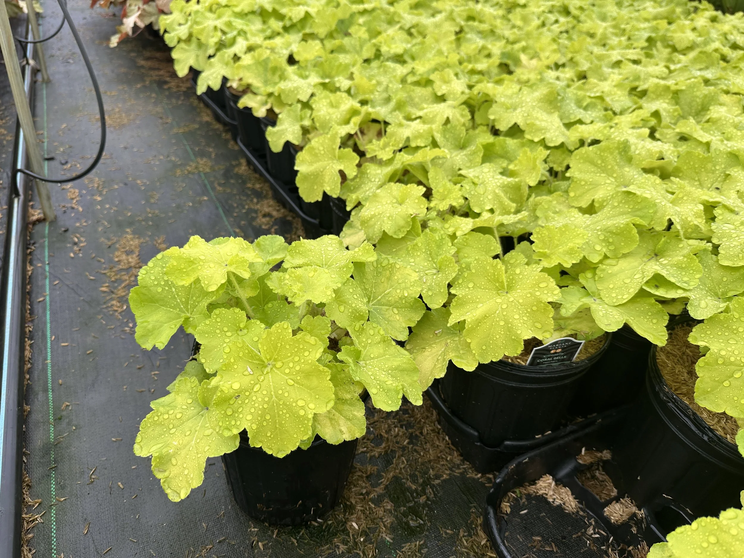 Heuchera Citronelle.JPG