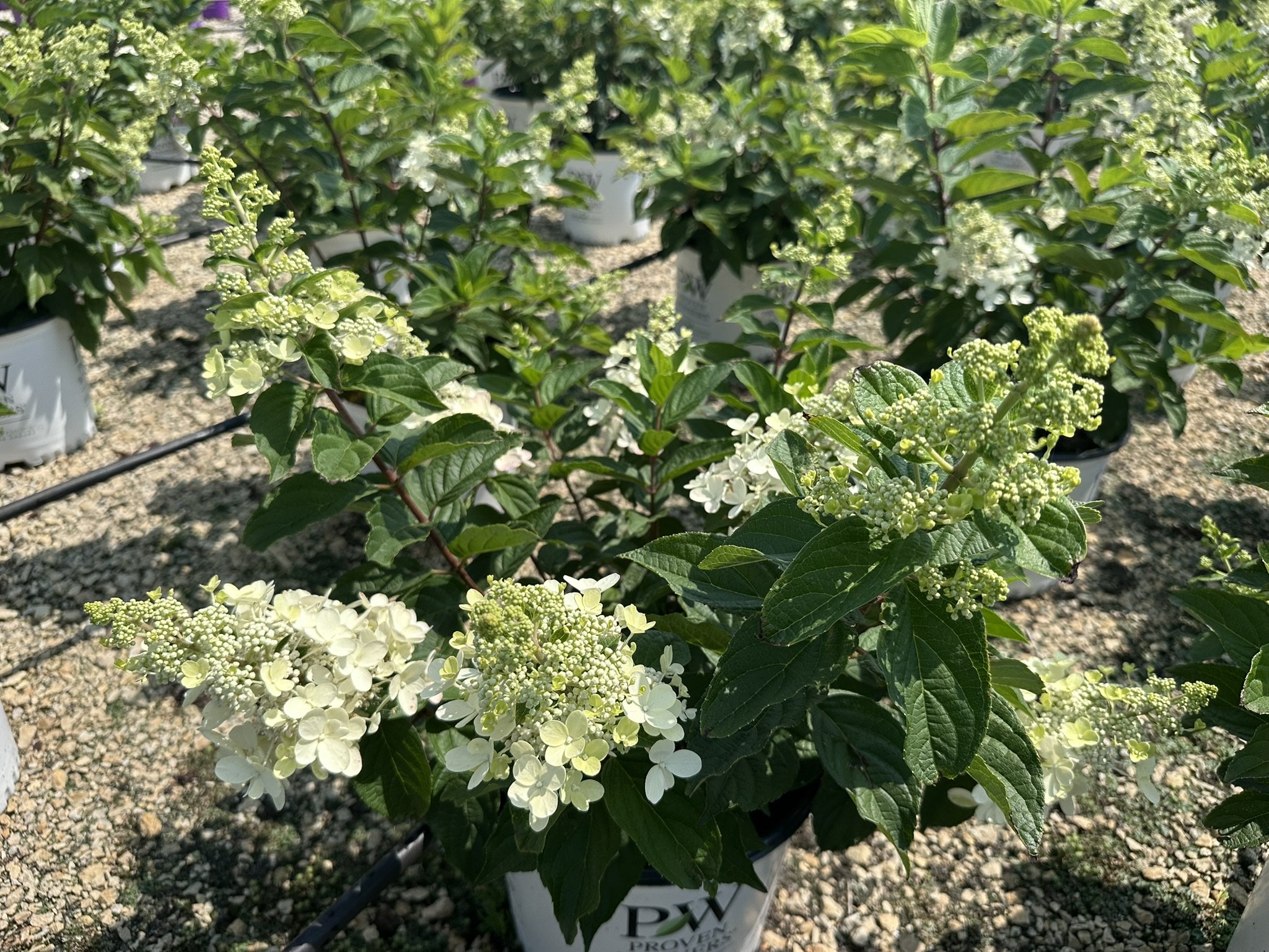 Hydrangea paniculata Pinky Winky Prime® 'ILVOHPPRM' PP35334