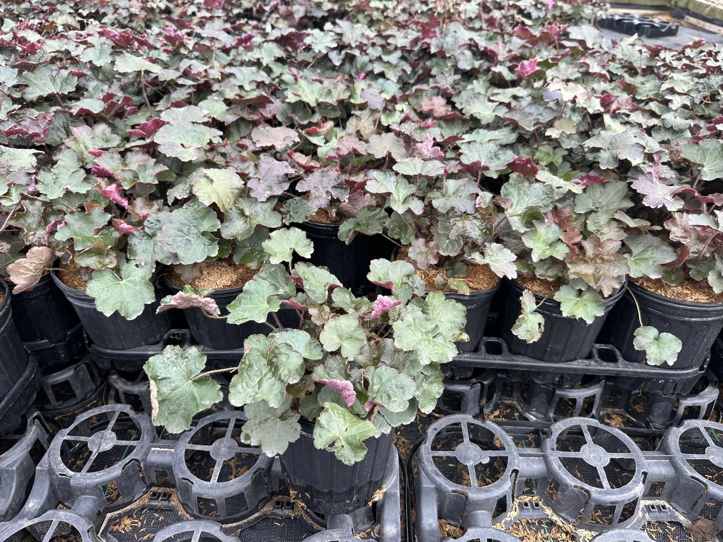 Heuchera micrantha 'Palace Purple'