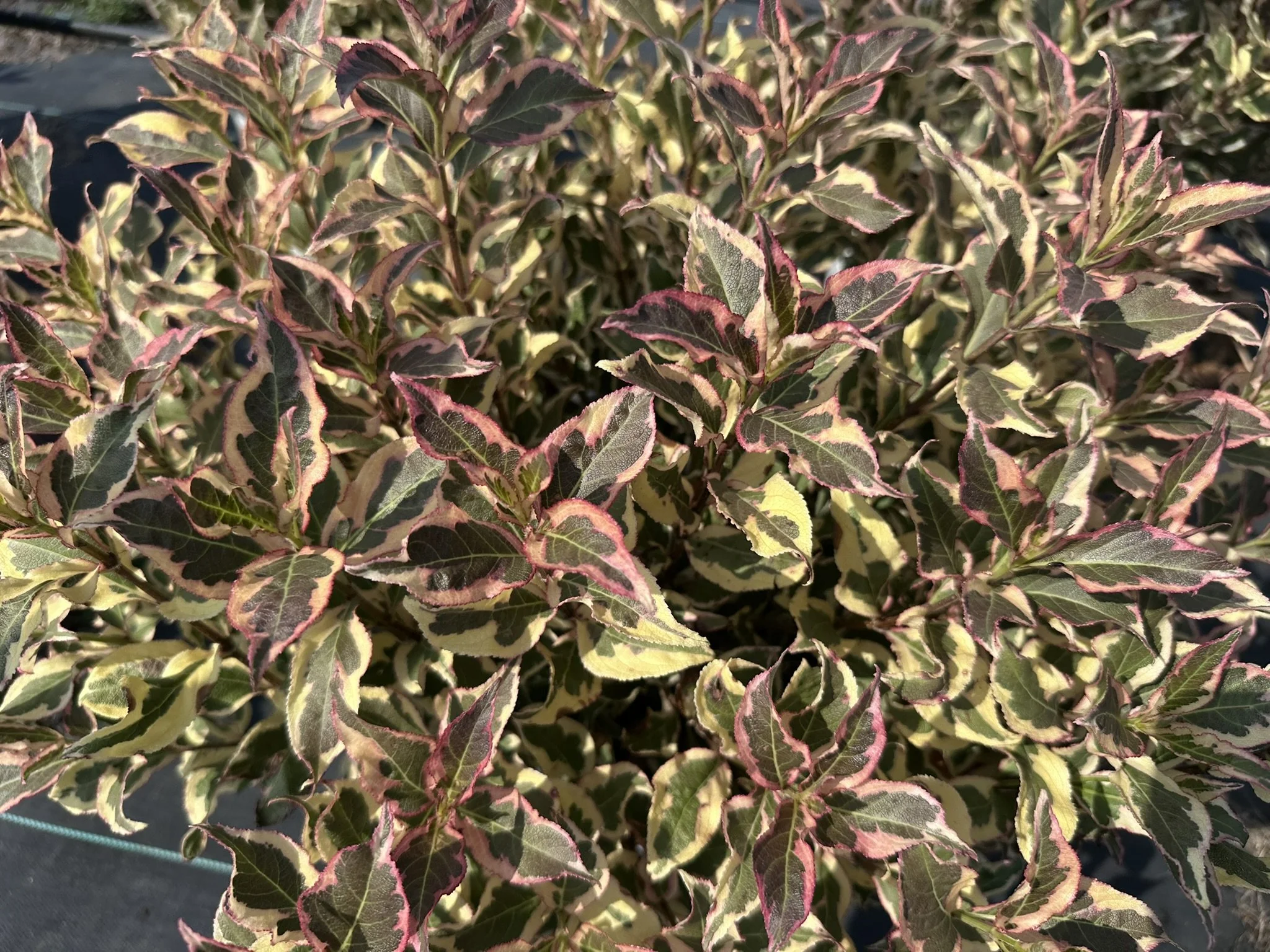 Weigela florida My Monet Purple Effect® 'Verweig8' PP30064