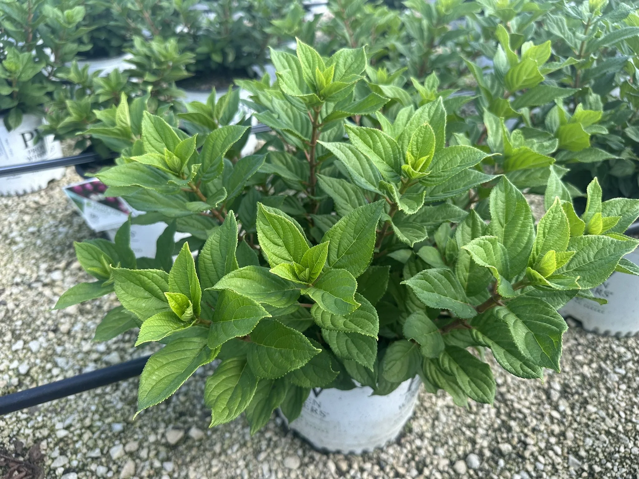 Hydrangea paniculata Little Lime Punch® 'SMNHPH' PP33207