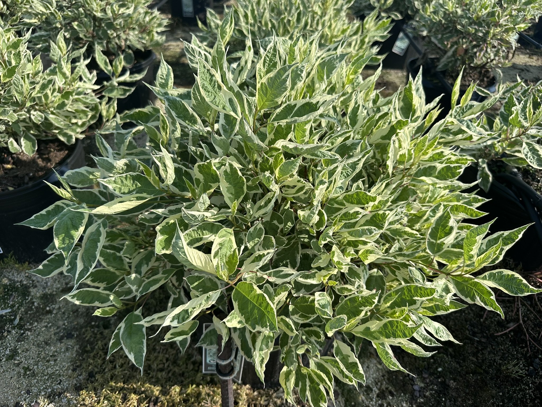 Cornus alba Ivory Halo® 'Bailhalo'