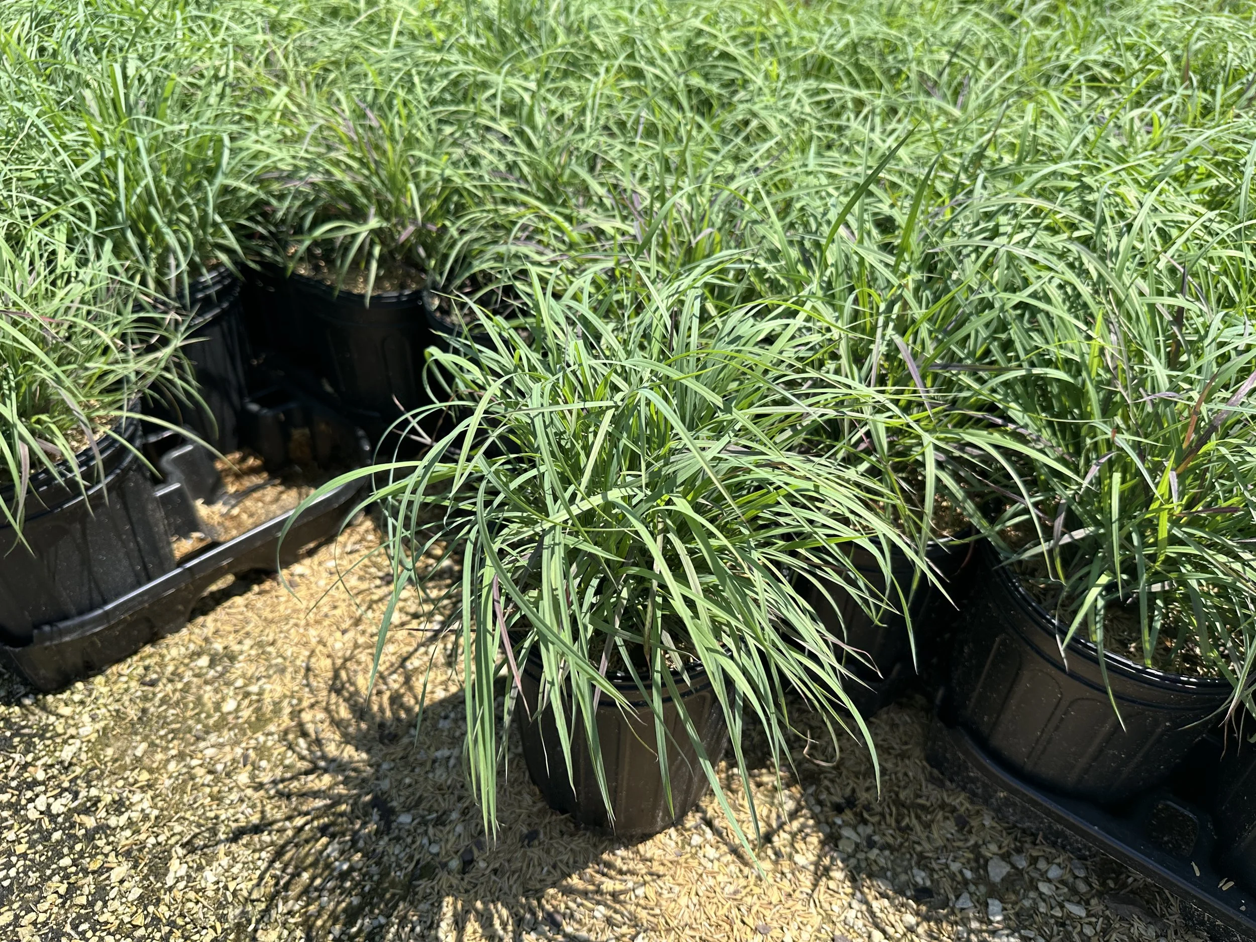 Schizachyrium scoparium 'Twilight Zone' PP27432