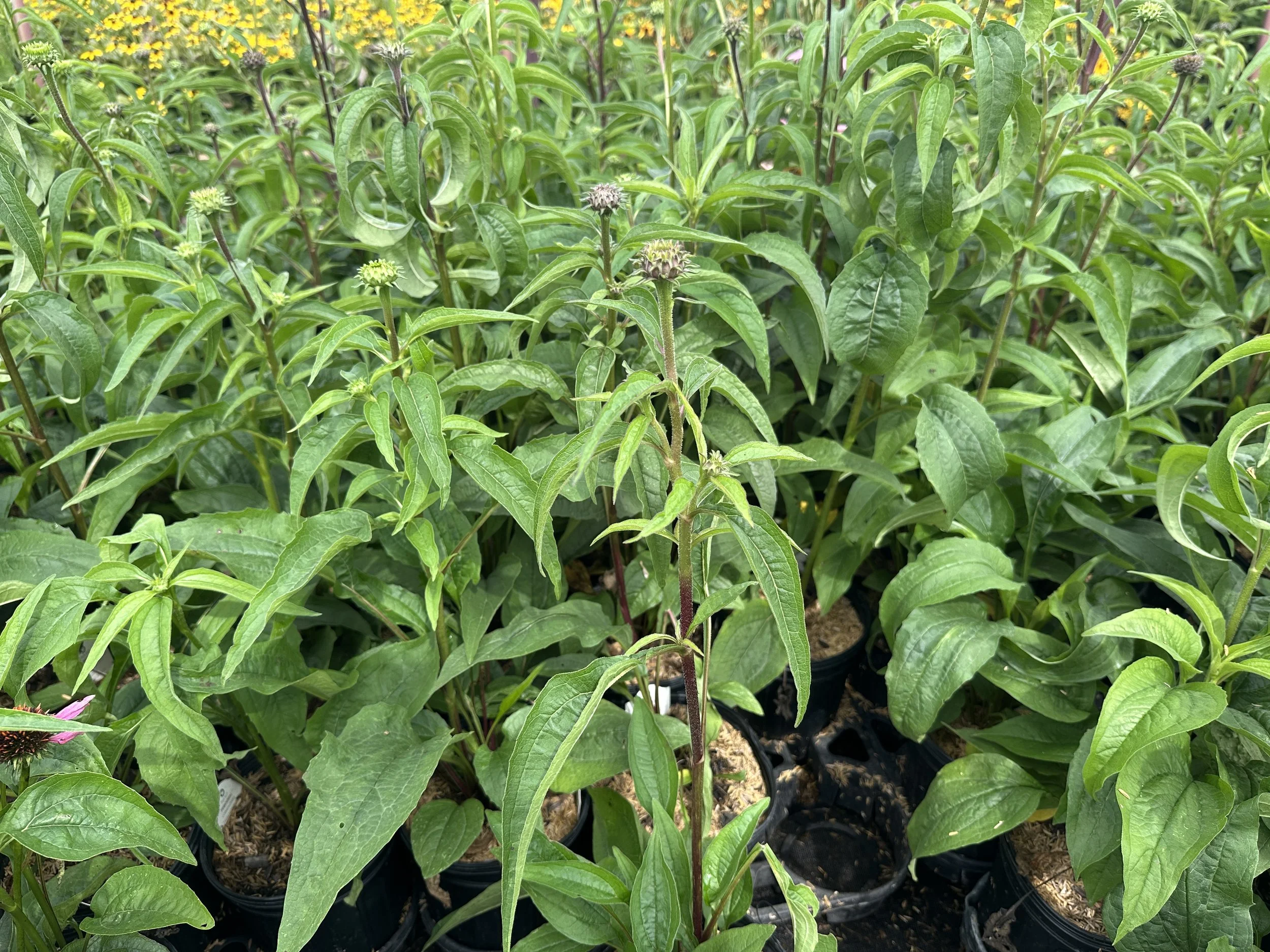 Echinacea purpurea 'Magnus'