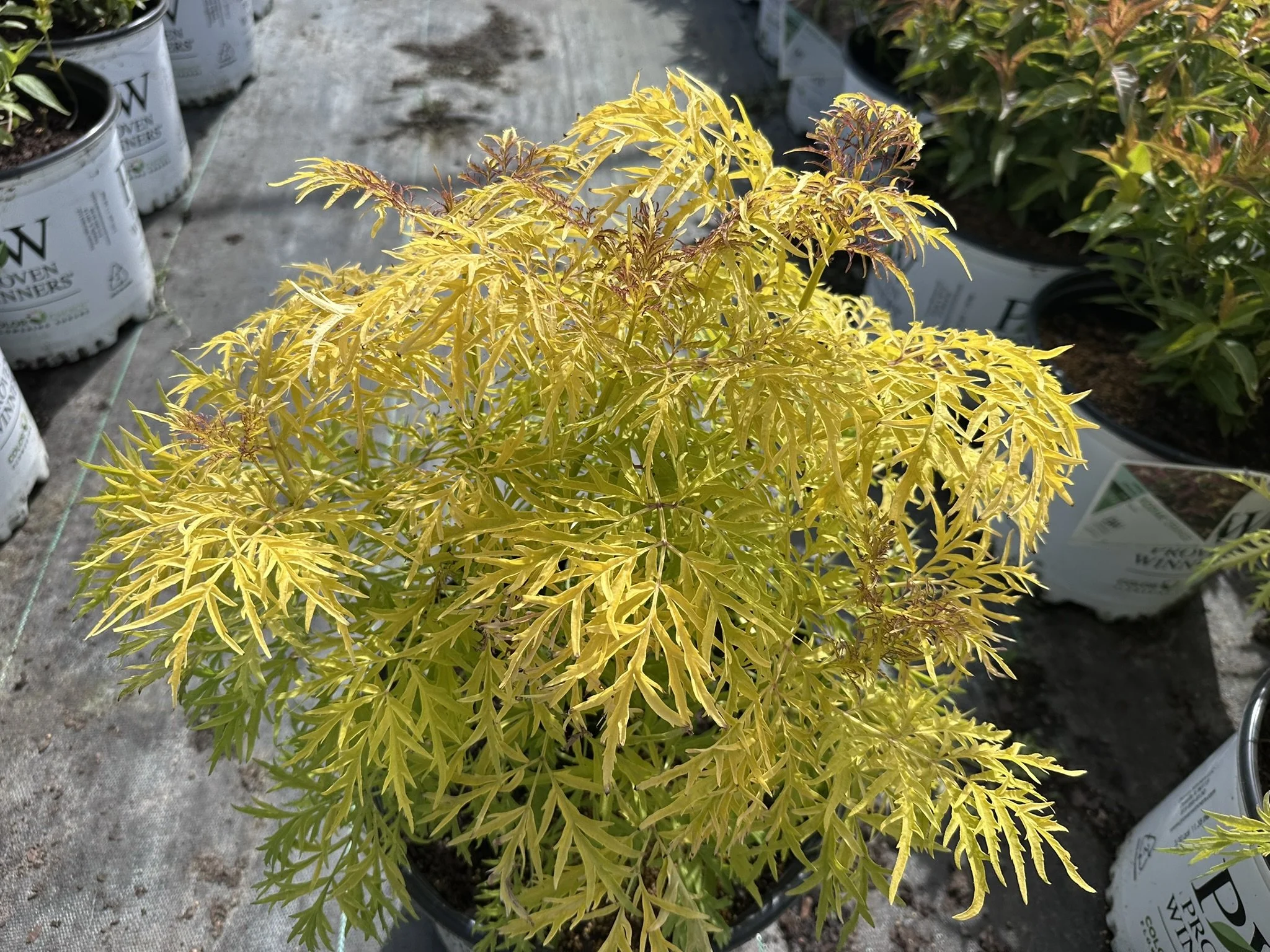 Sambucus racemosa Lemony Lace® 'SMNSRD4' PP26613