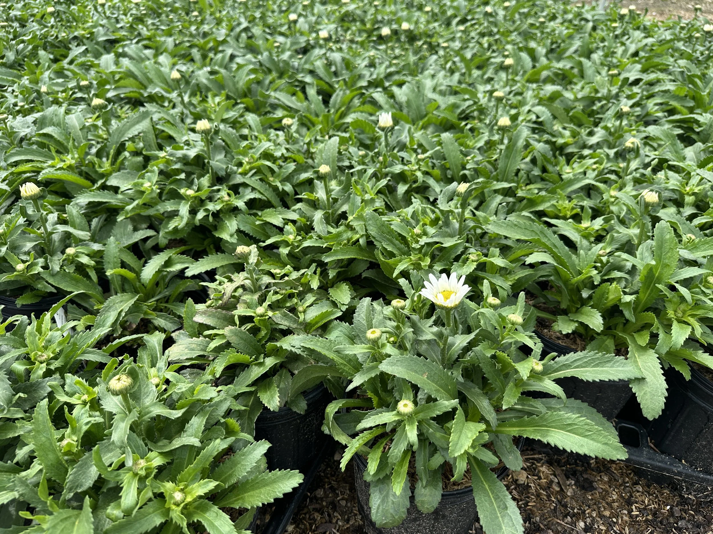 Leucanthemum Snowcap.JPG