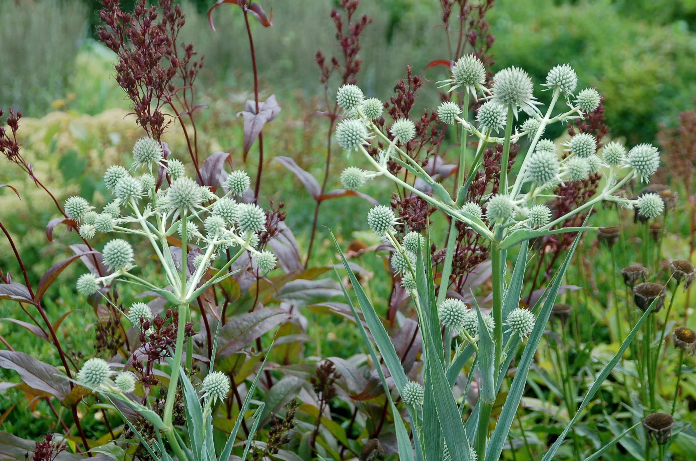 New Perennials Preview