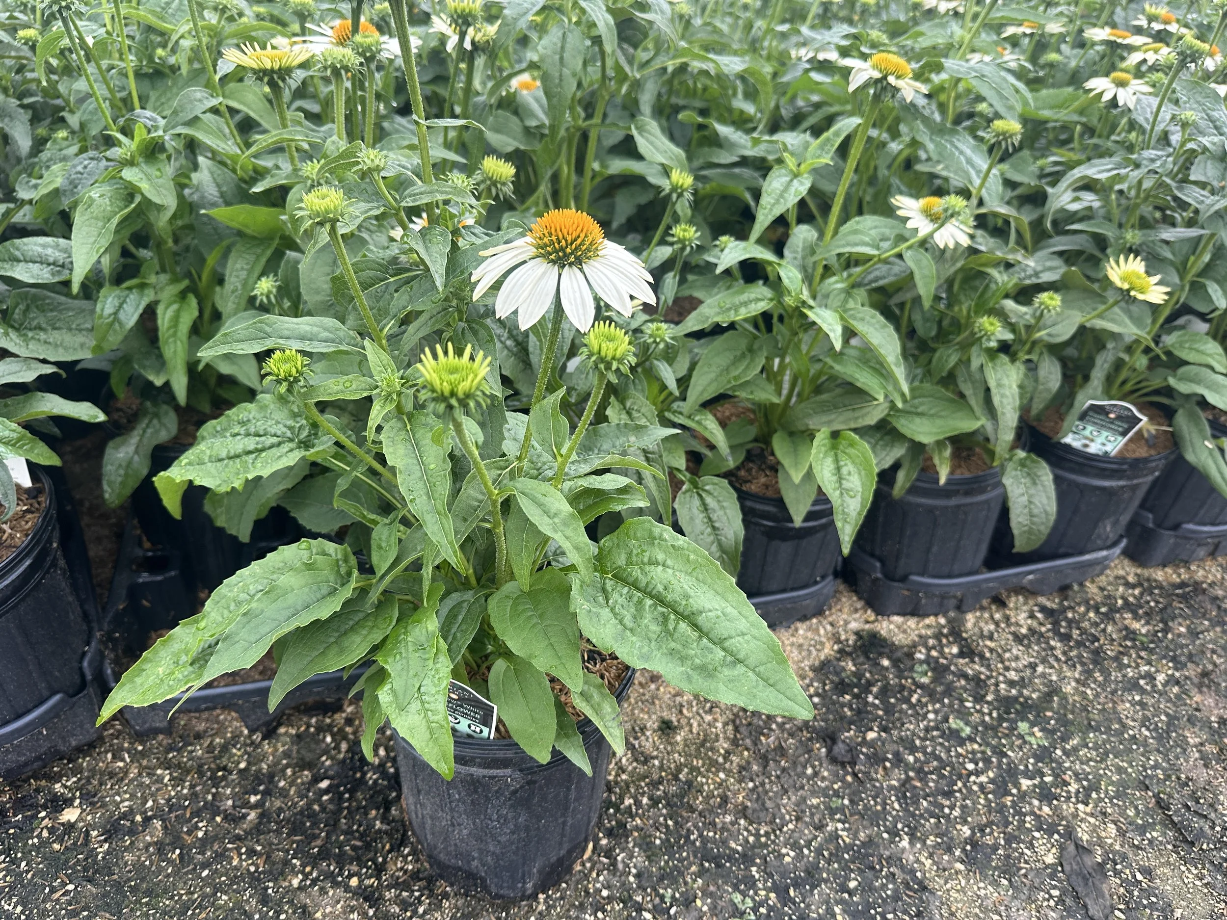Echinacea purpurea 'PowWow White'