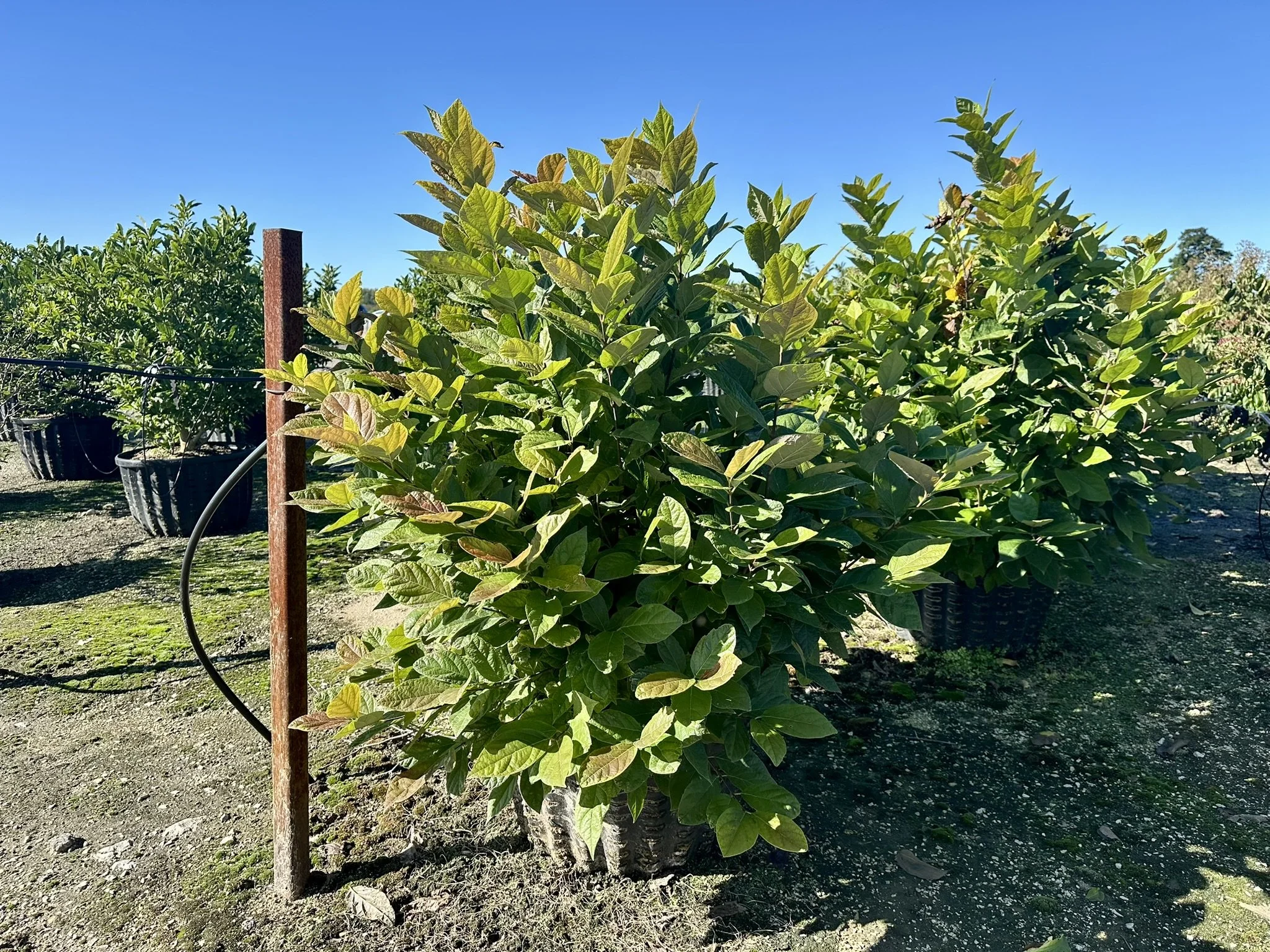 Calycanthus floridus