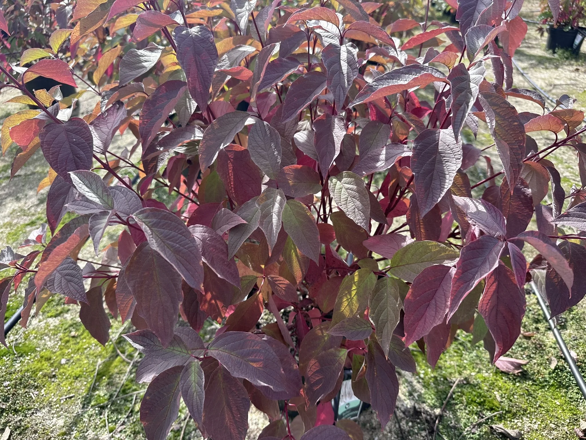 Cornus Baileyi.JPEG