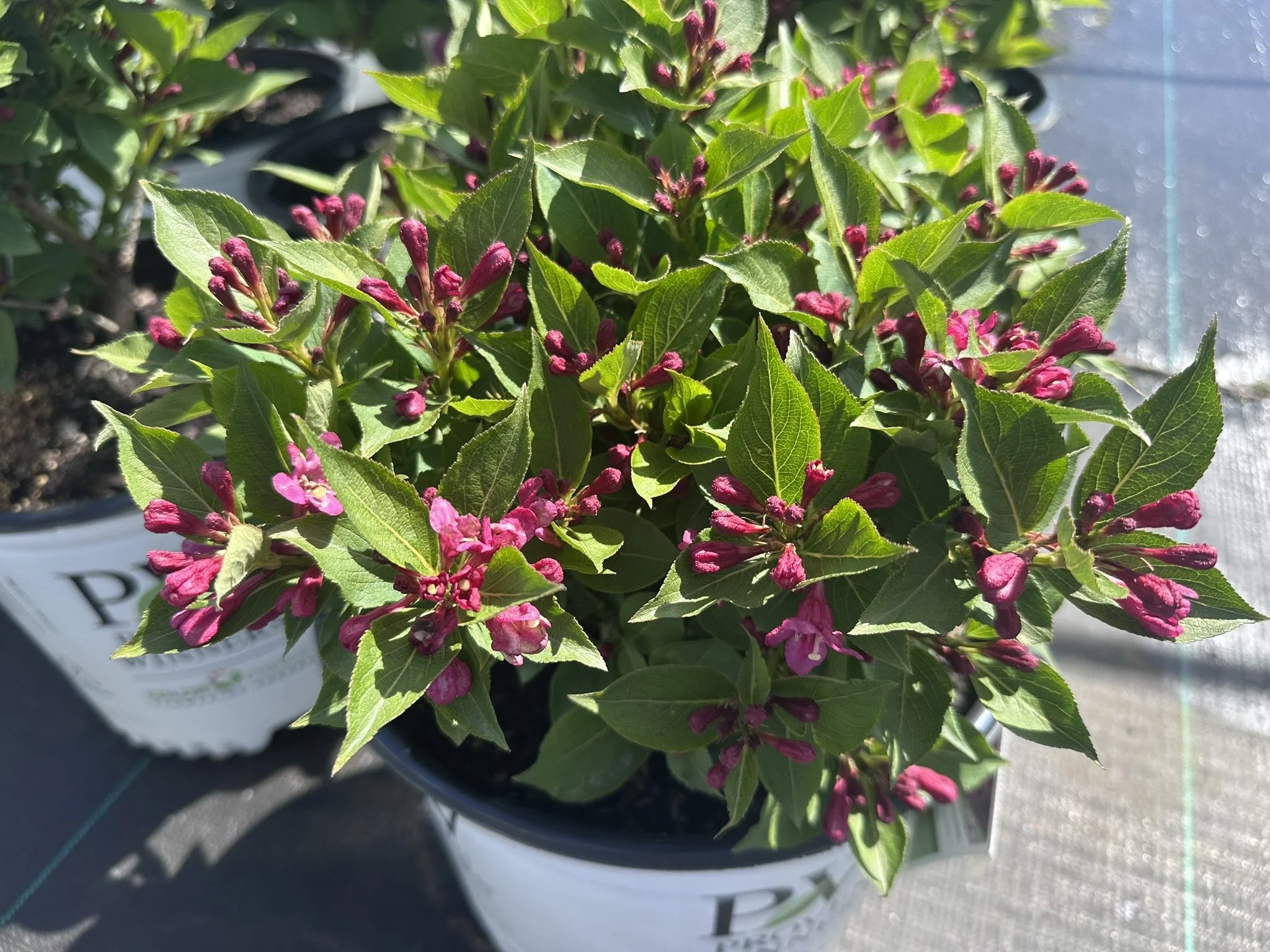 Weigela florida Sonic Bloom® Pink 'Bokrasopin' PP24572