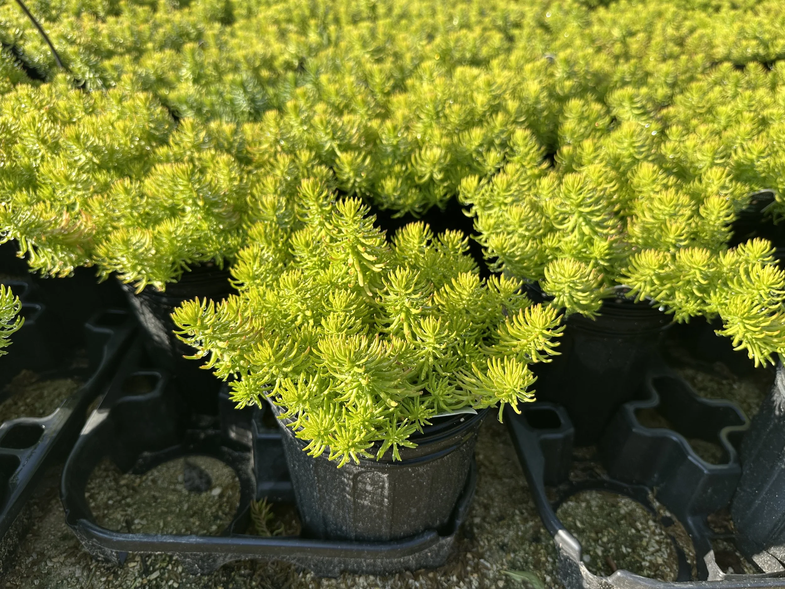 Sedum rupestre 'Angelina'