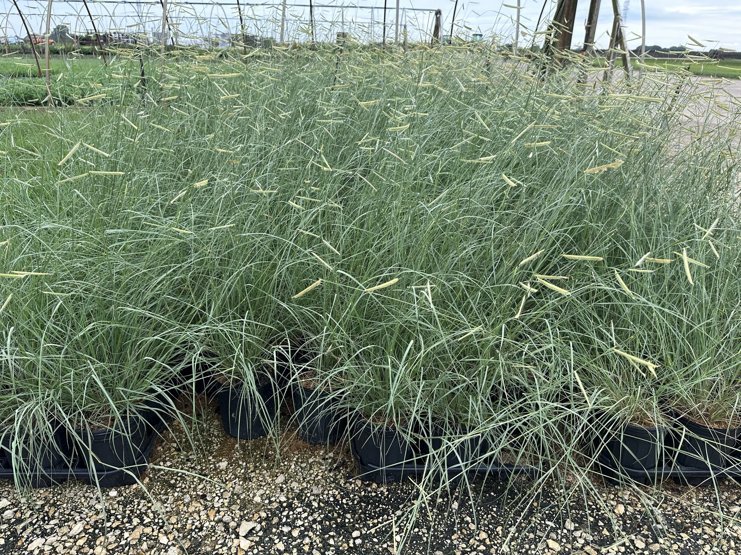 Bouteloua gracilis 'Blonde Ambition' PP22048