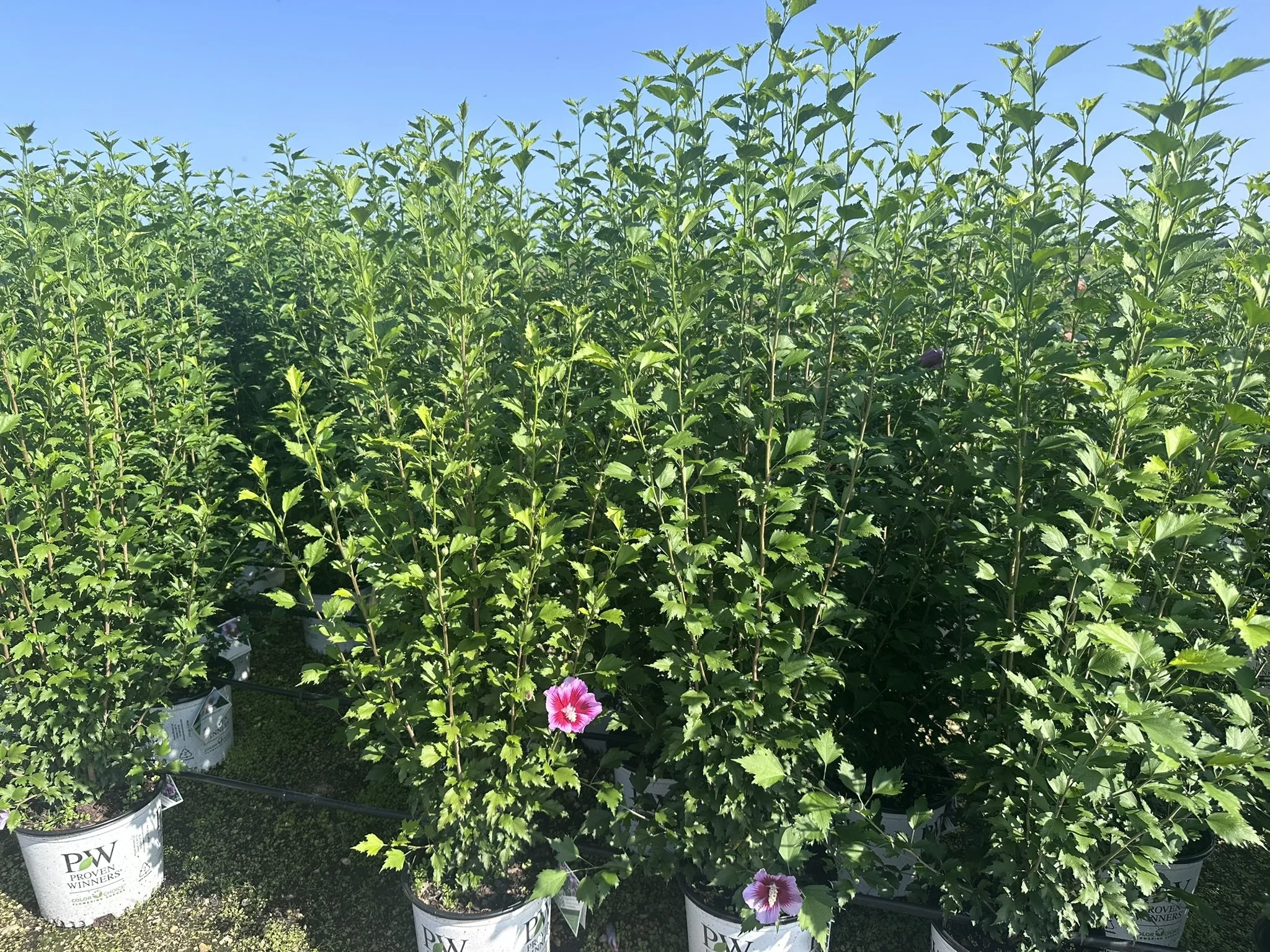 Hibiscus syriacus Purple Pillar® 'Gandini Santiago' PP25568