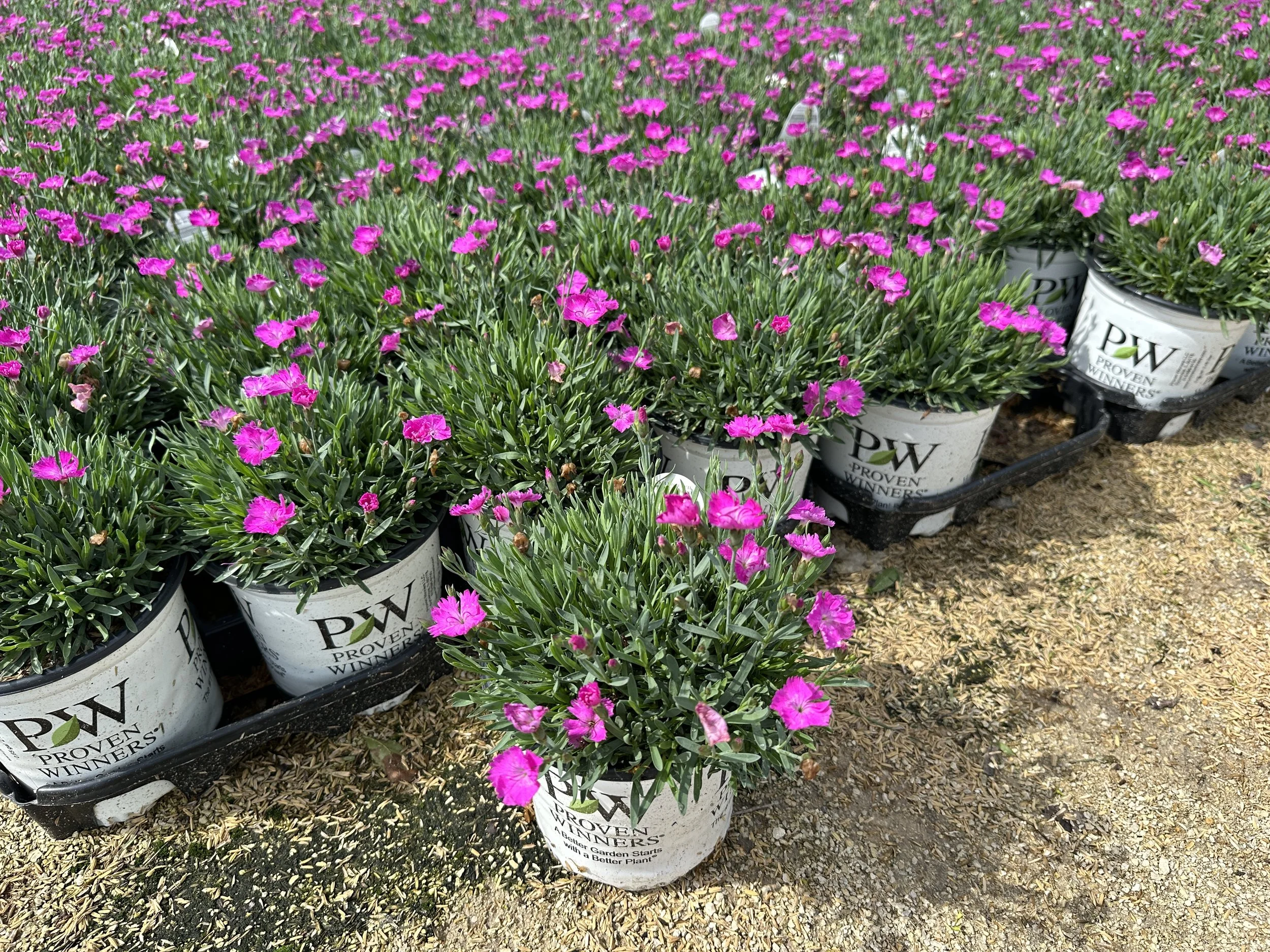 Dianthus 'Paint the Town Fuchsia' PP28636