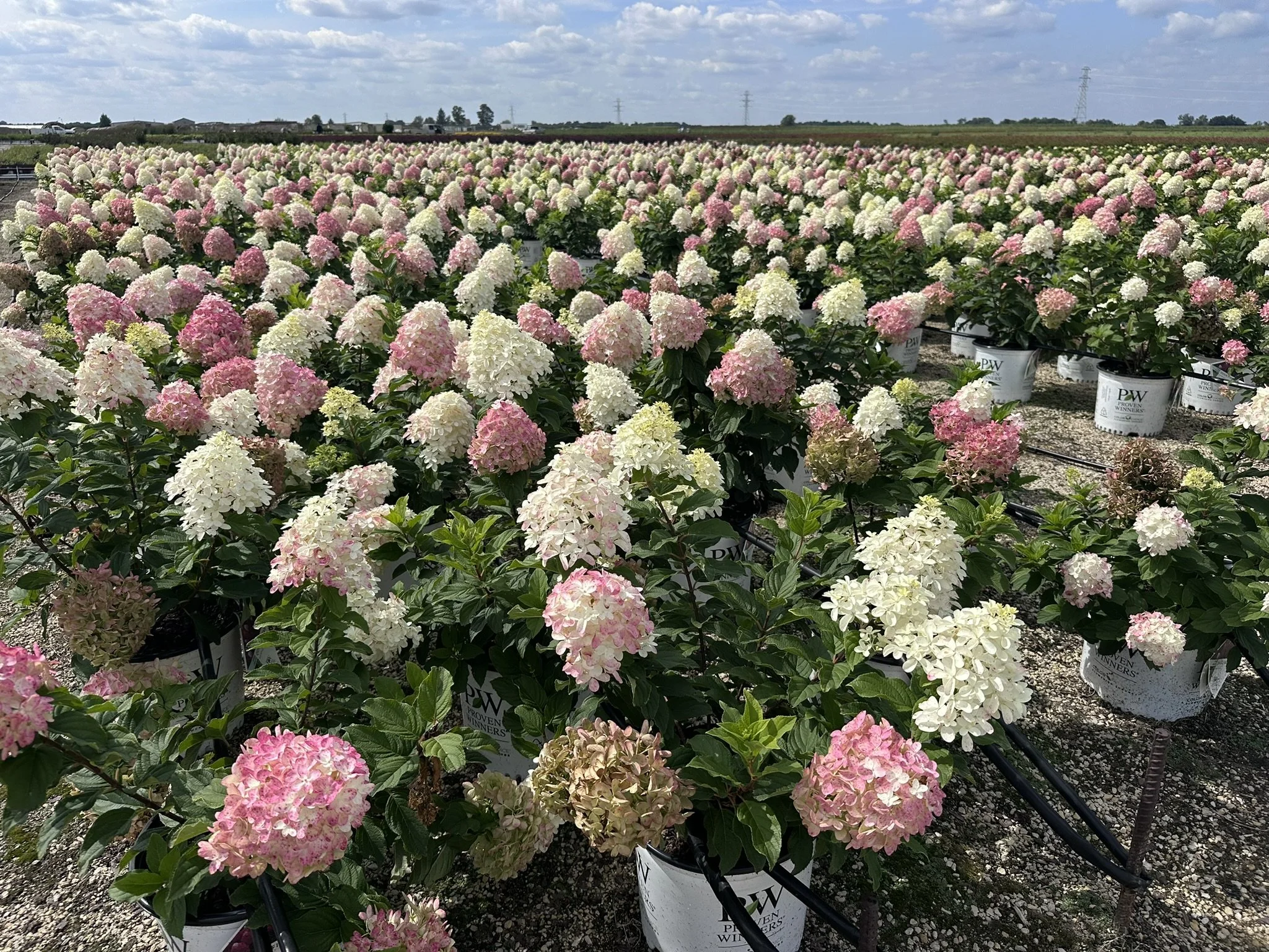 Hydrangea paniculata Quick Fire Fab® 'SMNHPM' PP32513