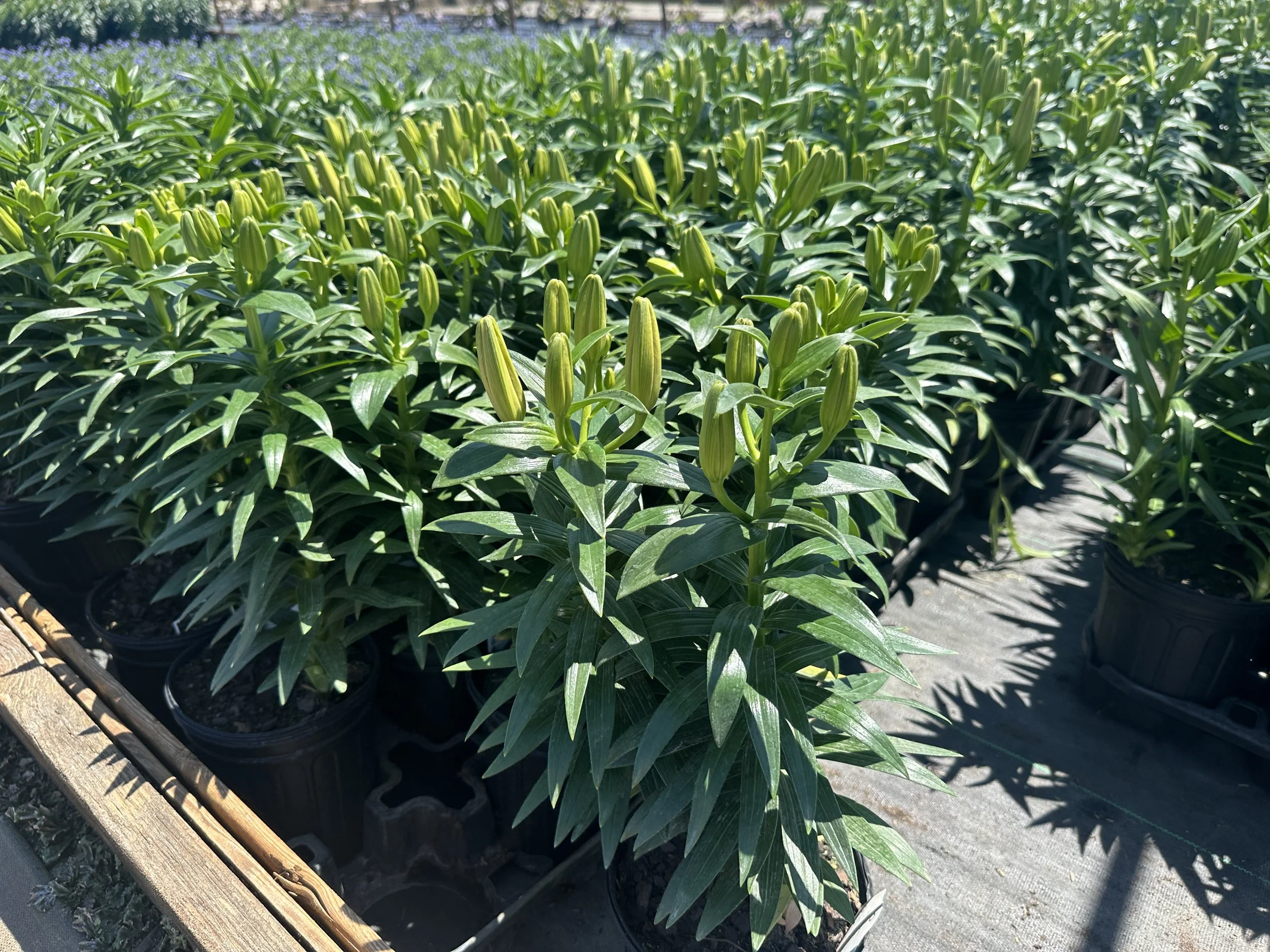 Lilium 'Tiny Bee' PP16255 (Yellow)