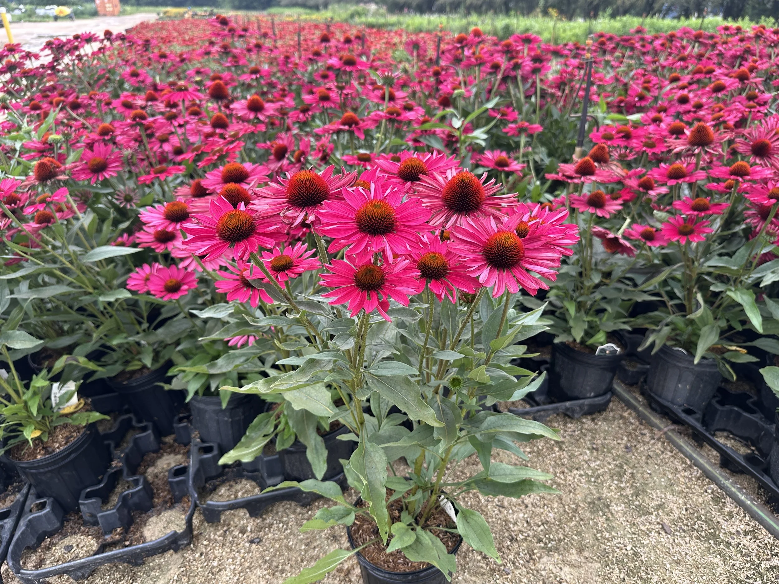Echinacea Kismet Raspberry.JPG