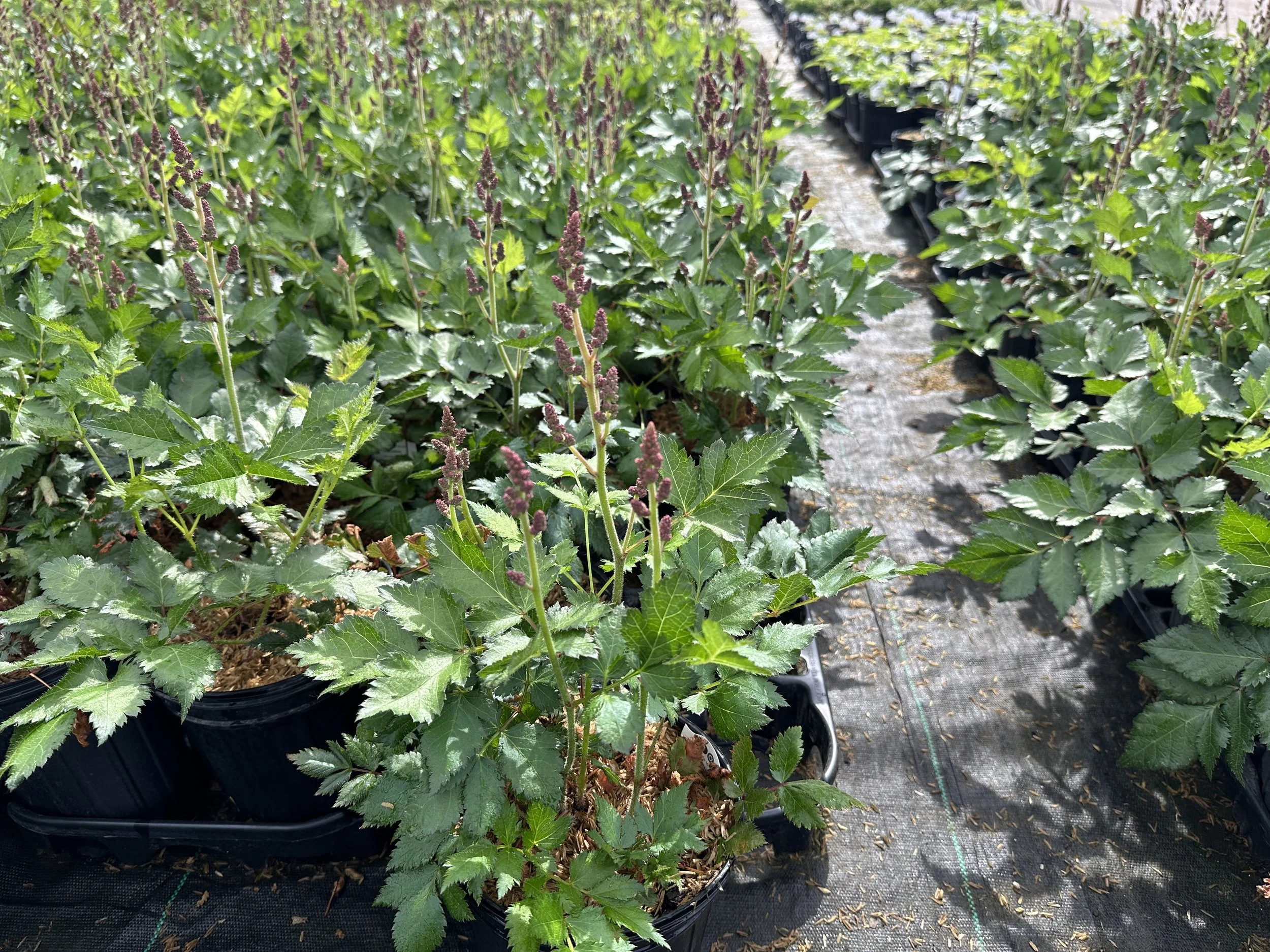 Astilbe chinensis 'Visions'