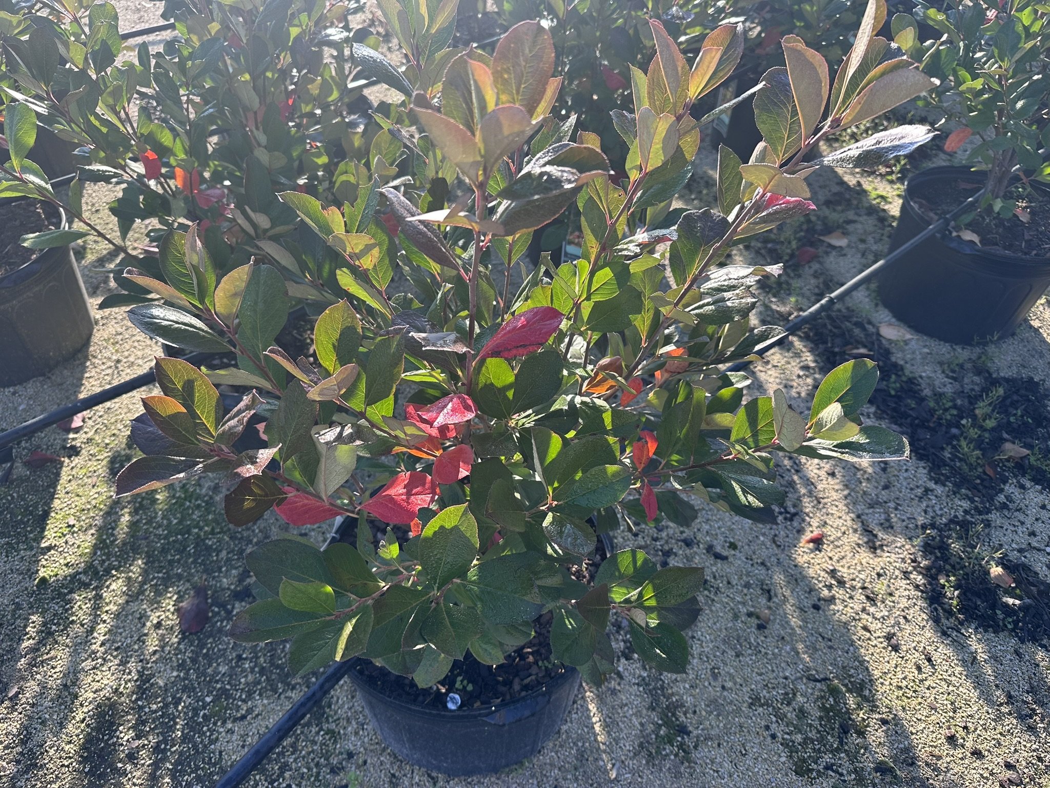 Aronia Brilliantissima.JPEG