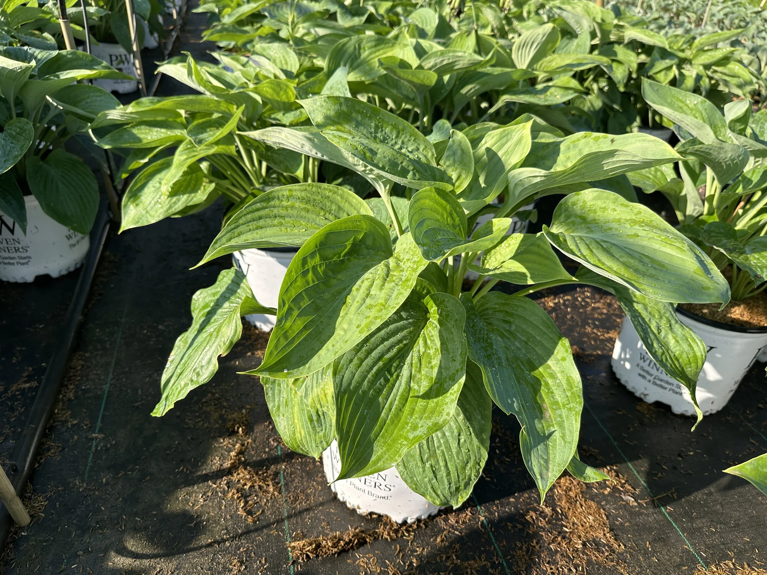 Hosta Shadowland® 'Empress Wu' PP20774
