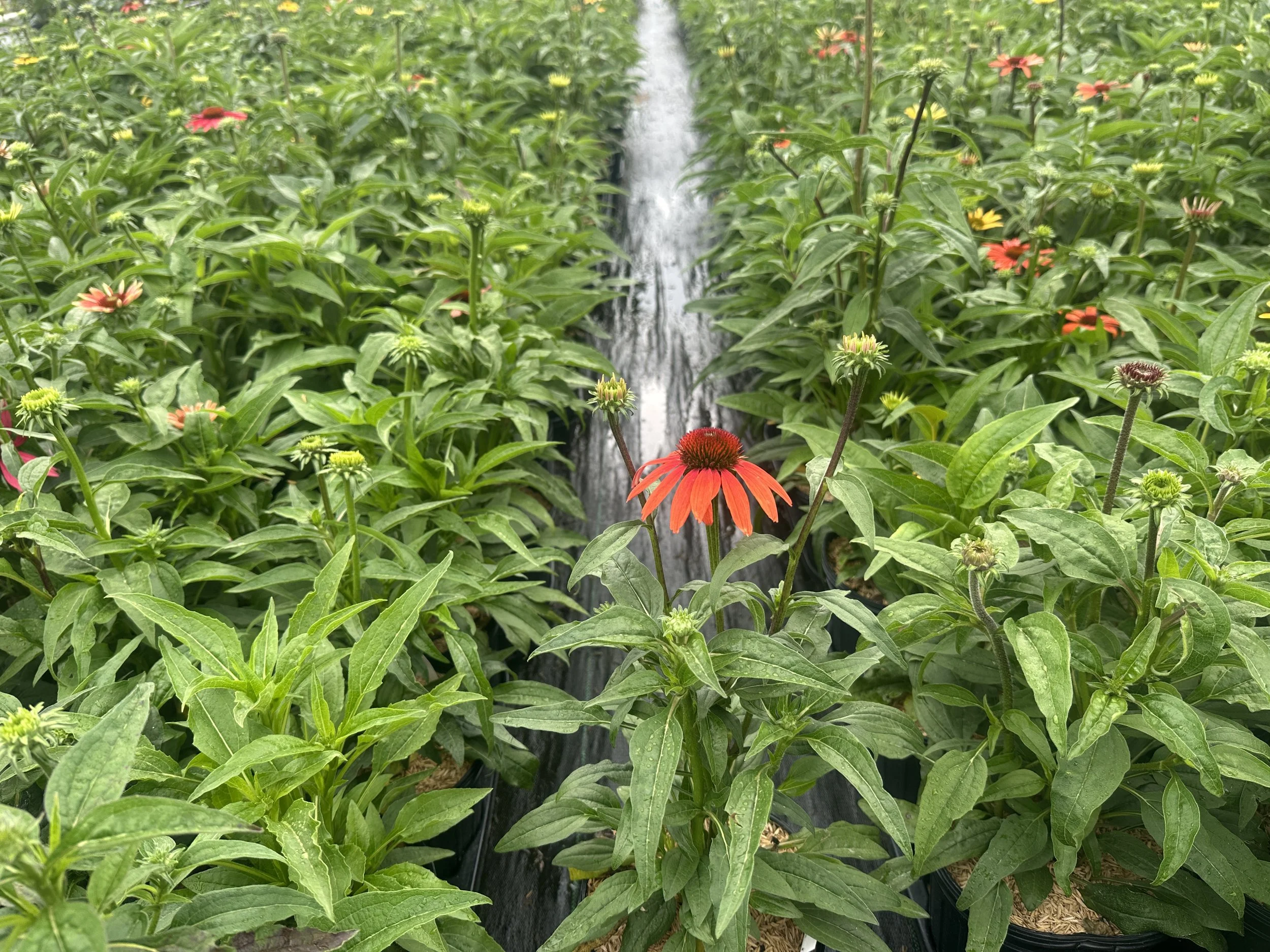 Echinacea 'Cheyenne Spirit'