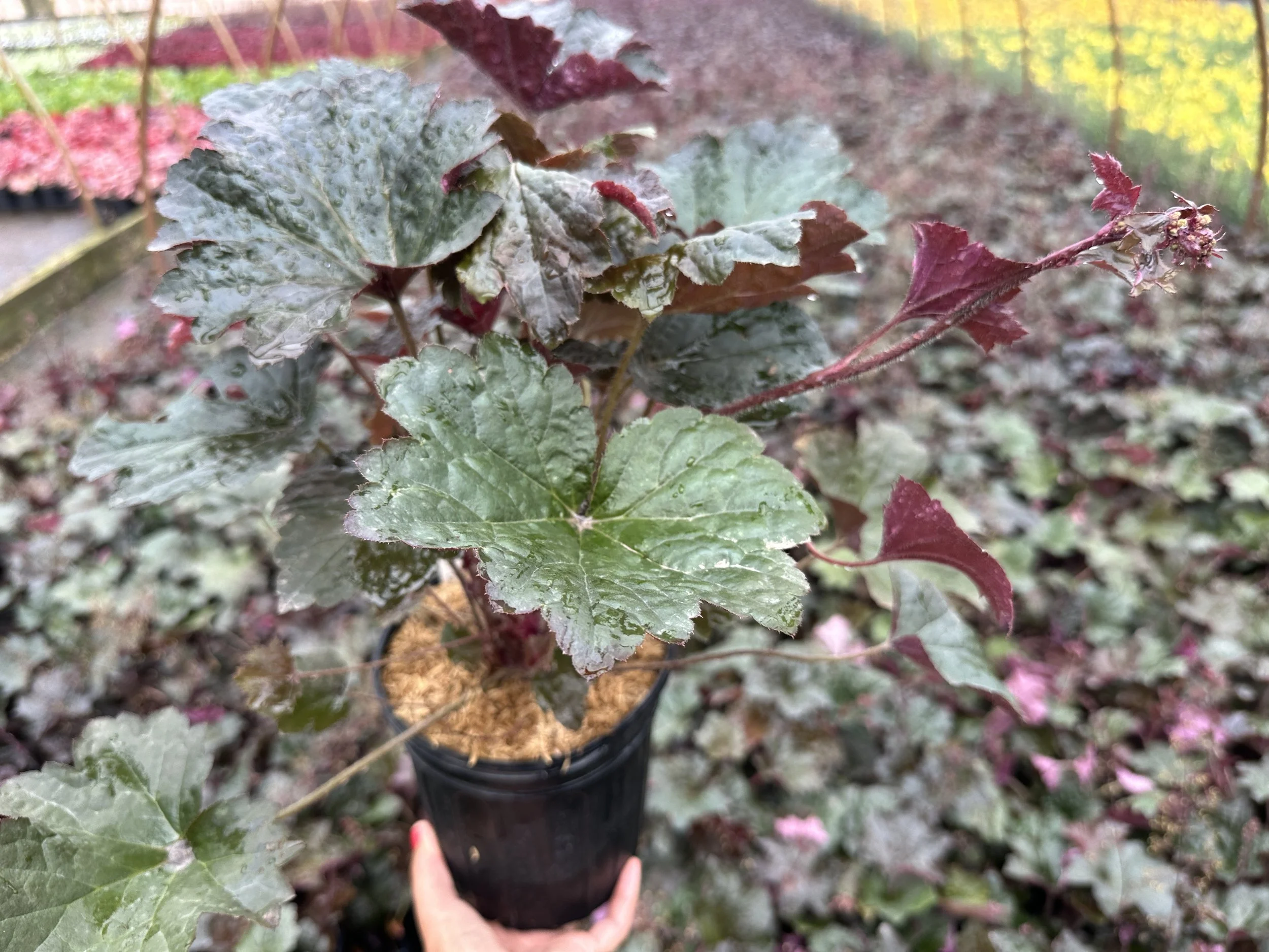 Heuchera micrantha 'Palace Purple'