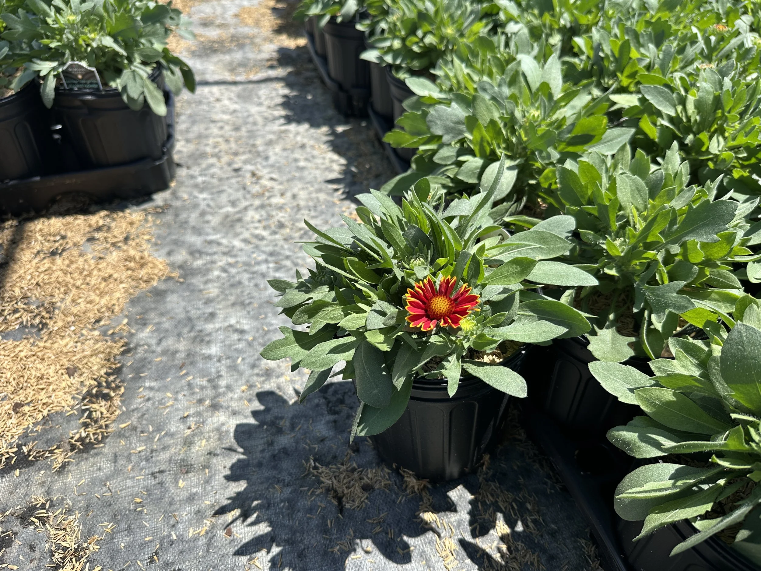 Gaillardia aristata SpinTop® Orange Halo